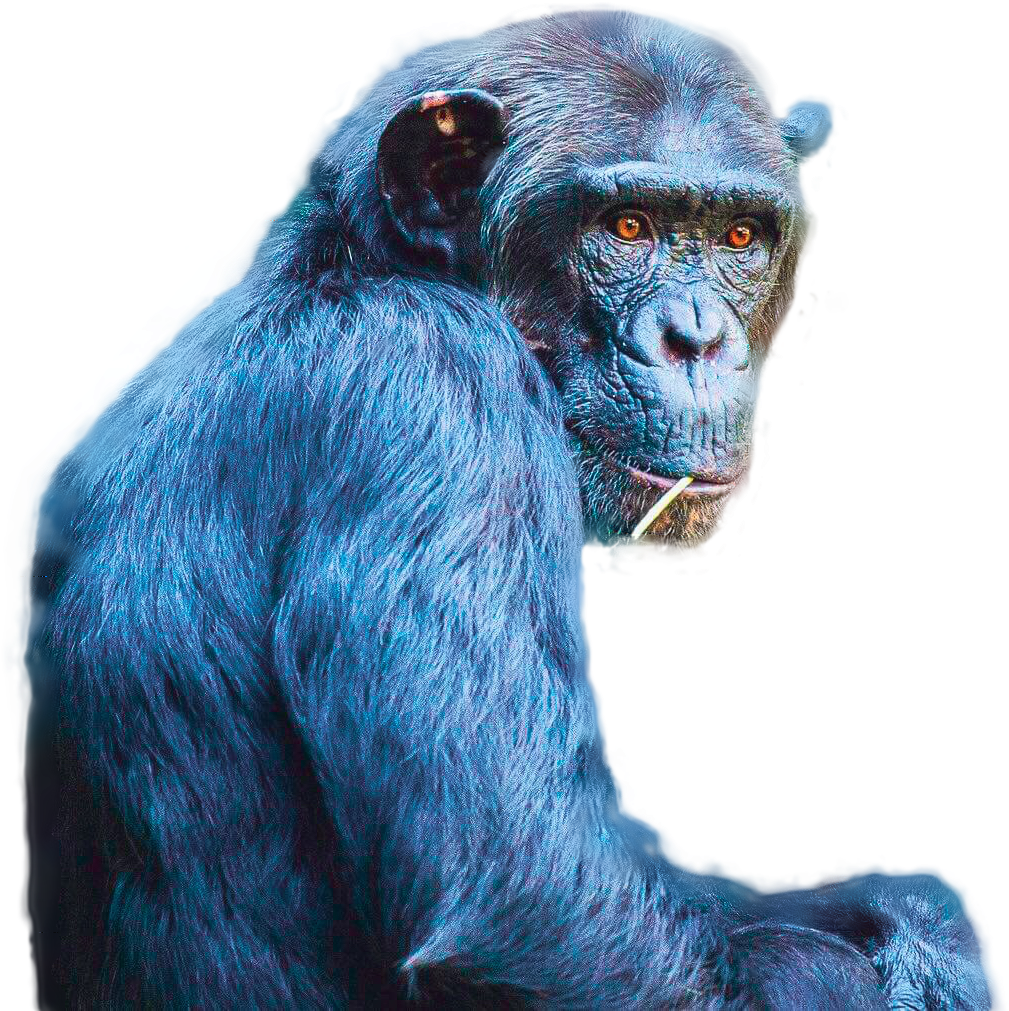 Ape 桌布 壁紙 — 一隻擁有強烈橙色眼睛和藍色毛髮的黑猩猩在黑色背景上越過肩膀凝視。
