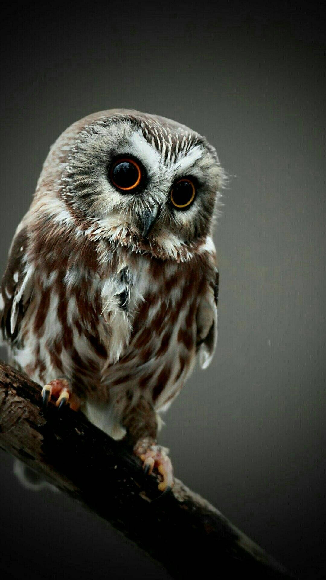 Baby Owl 桌布 壁紙 — 一隻擁有搶眼橙色眼睛的小貓頭鷹，棲息在深色樹枝上，背景為柔和的灰色，特寫鏡頭。