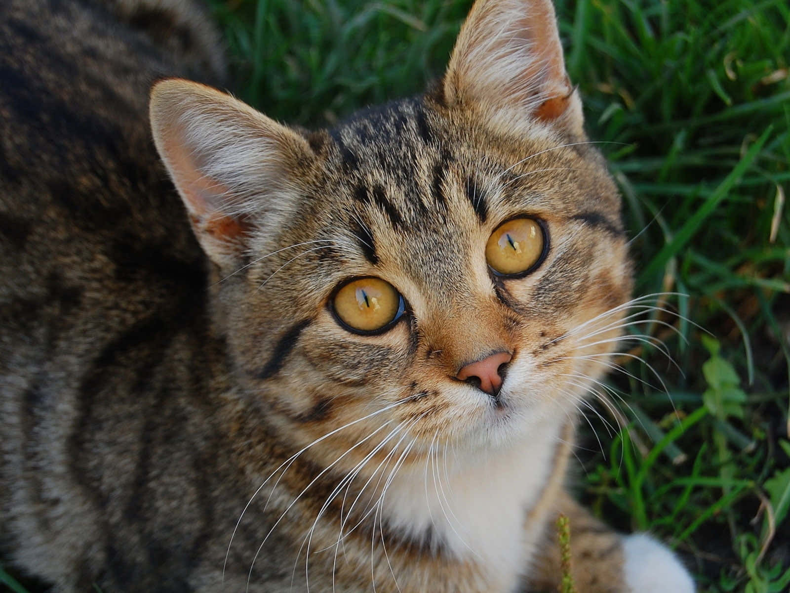 Tabby Cat 桌布 壁紙 — 一隻擁有搶眼琥珀色眼睛的虎斑貓，在陽光普照的戶外場景中，從茂密的綠草叢中專注地凝視。