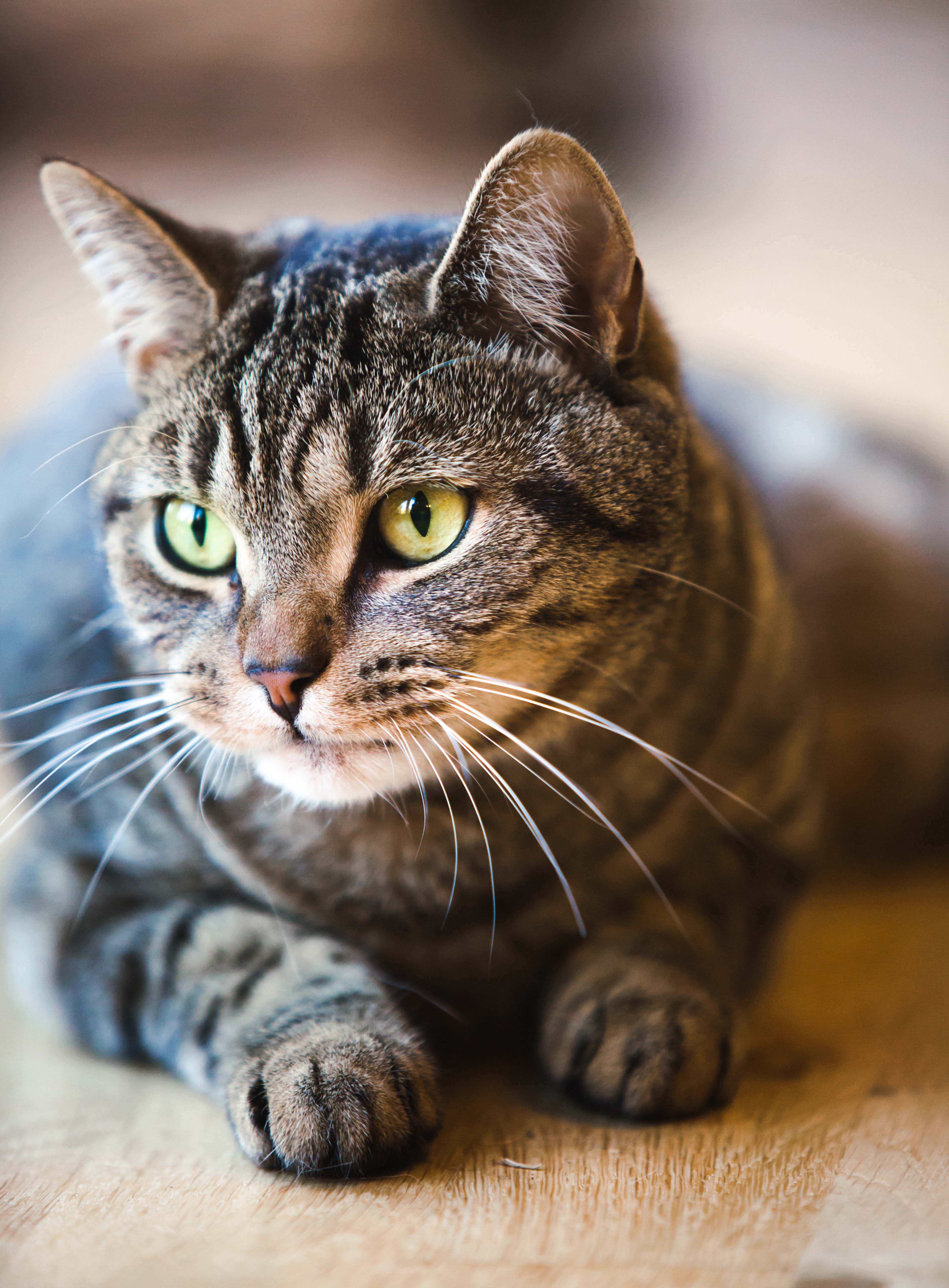 Tabby Cat 桌布 壁紙 — 一隻擁有搶眼綠色眼睛的虎斑貓，在柔和自然光下警覺地休息在溫暖的木地板上。