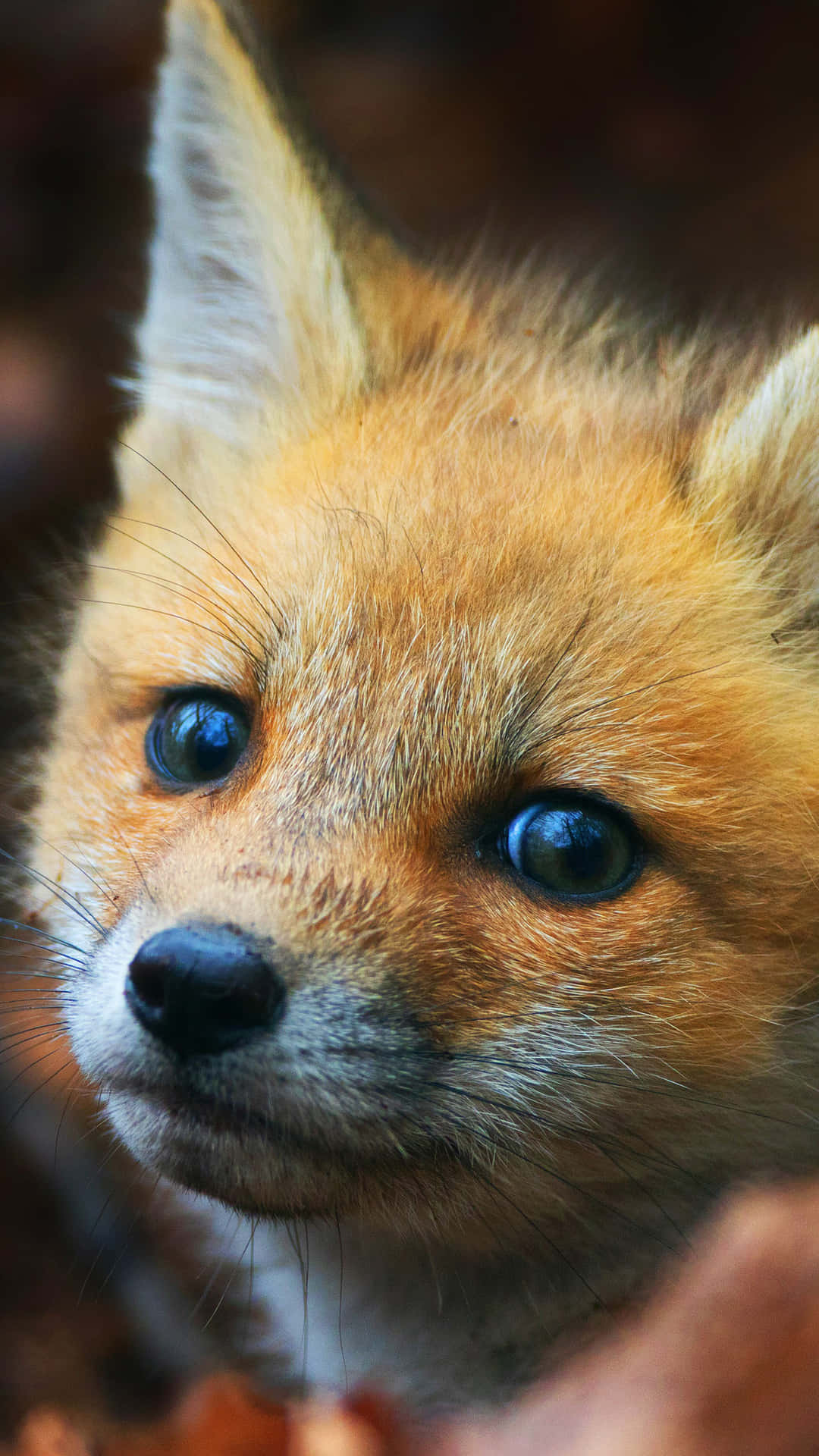 Cool Fox 桌布 壁紙 — 一隻擁有明亮藍眼睛和橙色毛髮的年輕狐狸好奇地凝視鏡頭的特寫。