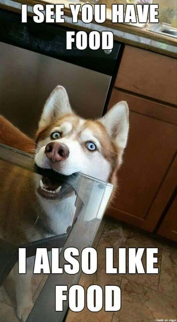 Pet Memes 桌布 壁紙 — 一隻擁有明亮藍眼睛的哈士奇，從廚房檯面後面急切地探出頭來，拿著一個帶有文字疊加的玻璃容器。