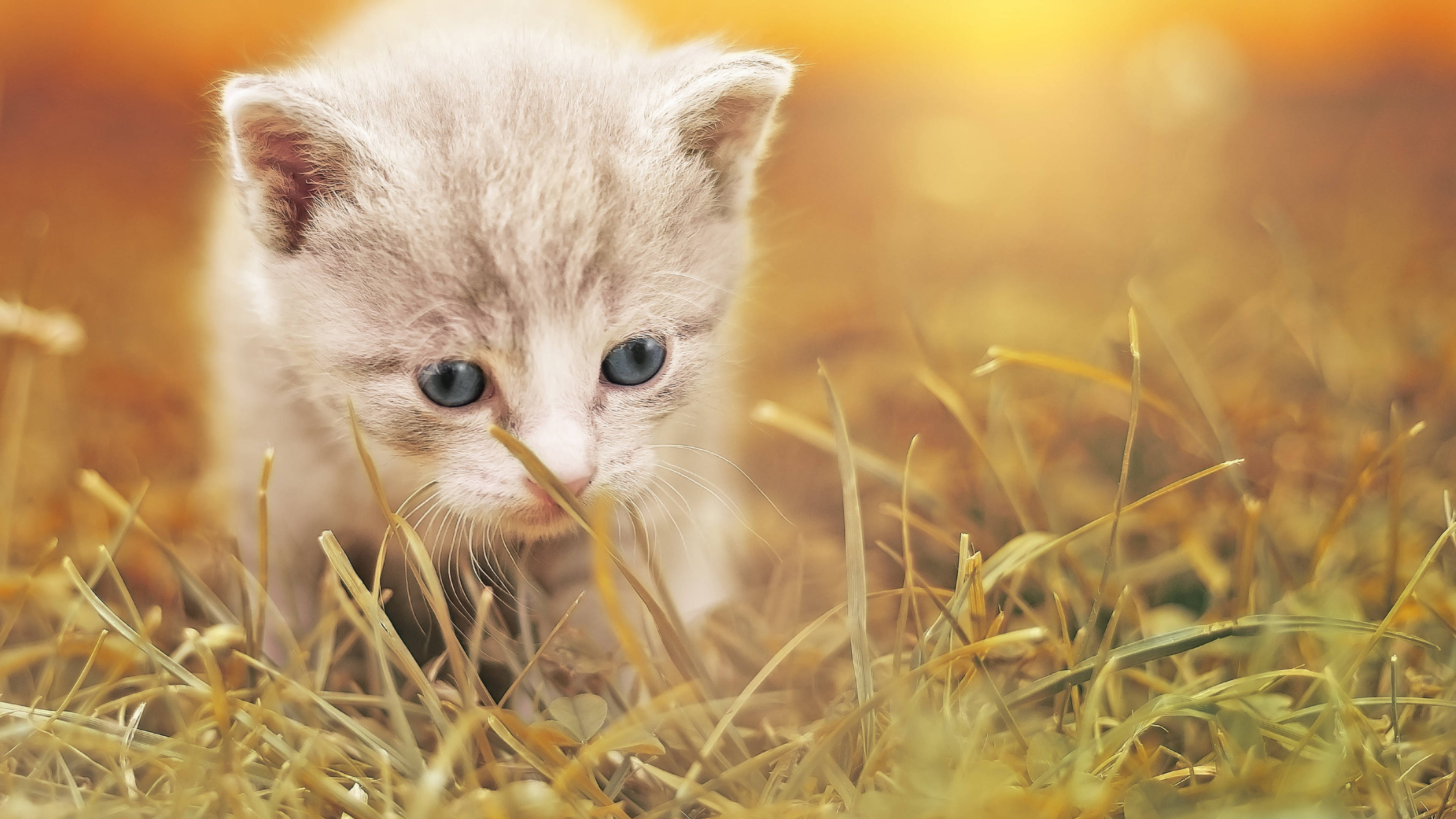 Cute Cat HD 桌布 壁紙 — 一隻擁有明亮藍色眼睛的小灰貓，在溫暖陽光沐浴的金色草叢中好奇地窺視。
