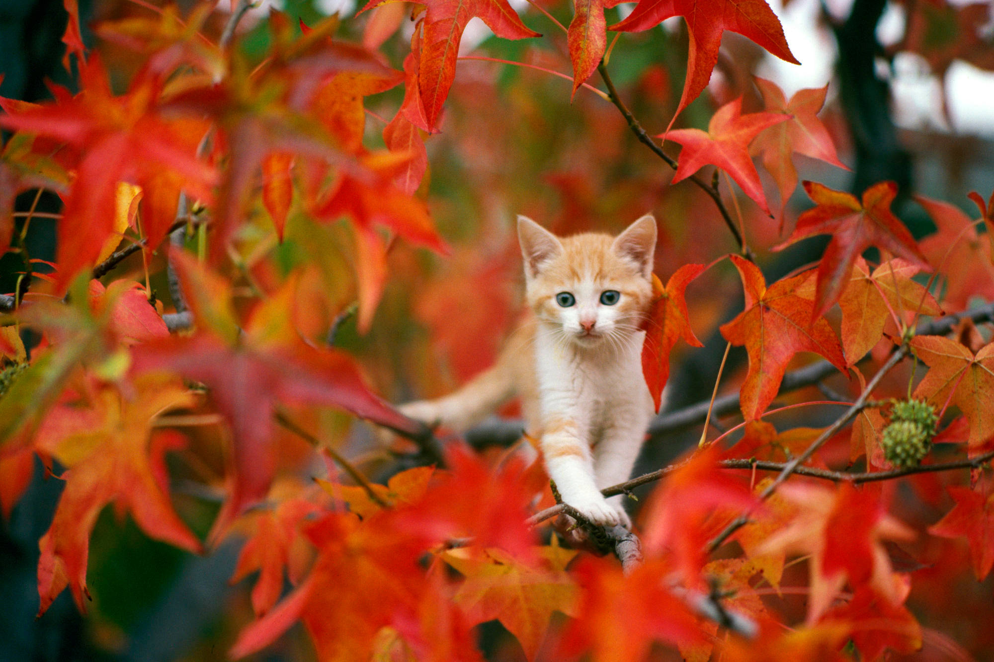 Cute Cat 桌布 壁紙 — 一隻擁有明亮藍色眼睛的小薑黃色小貓，好奇地棲息在樹枝上，周圍是火紅的秋葉。