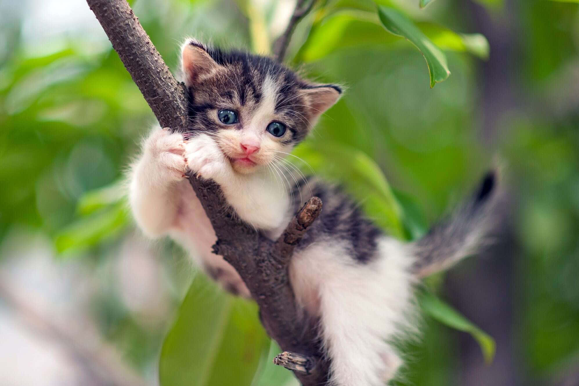 cute kitty 桌布 壁紙 — 一隻擁有明亮藍色眼睛的小虎斑貓咪緊緊抓住被茂密綠葉環繞的樹枝。