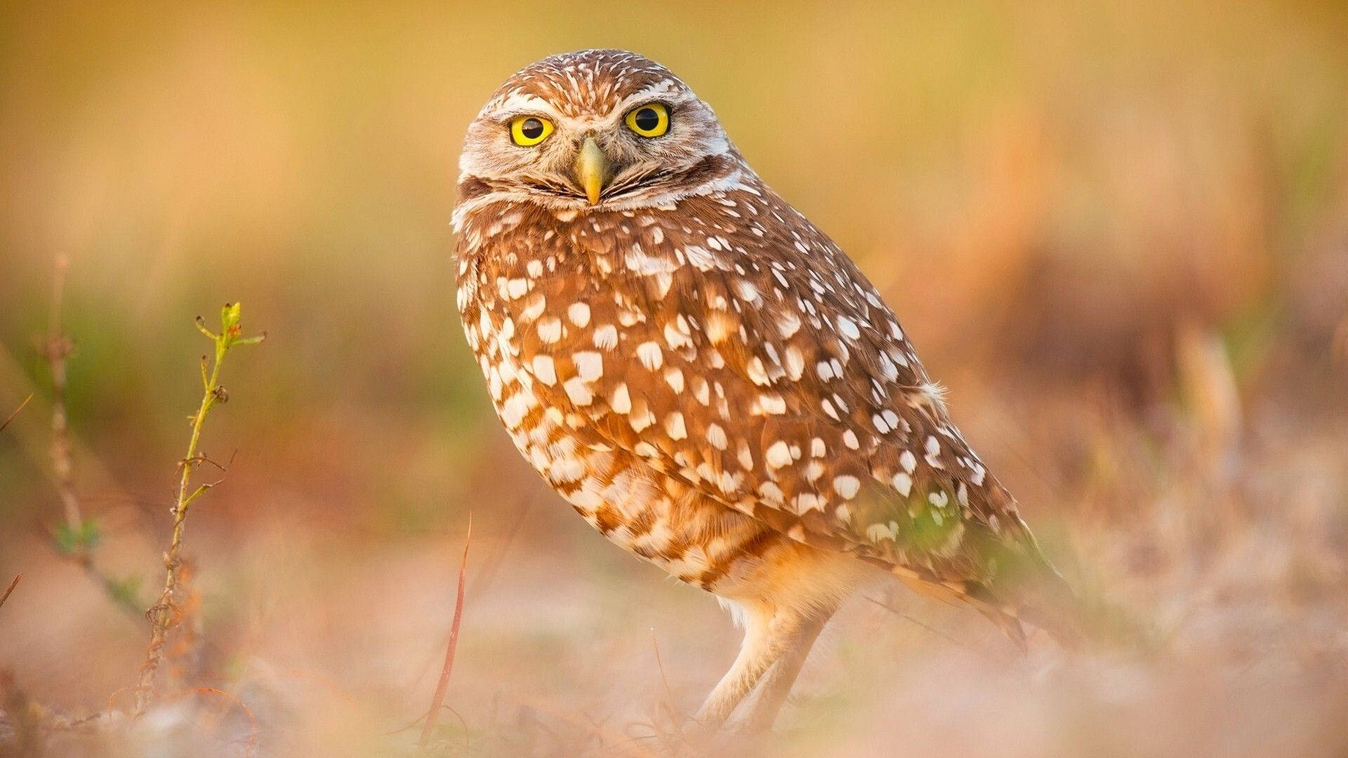 Baby Owl 桌布 壁紙 — 一隻擁有明亮黃色眼睛和棕色白色斑點羽毛的穴鴞，在柔軟的金色草地上警覺地站著。