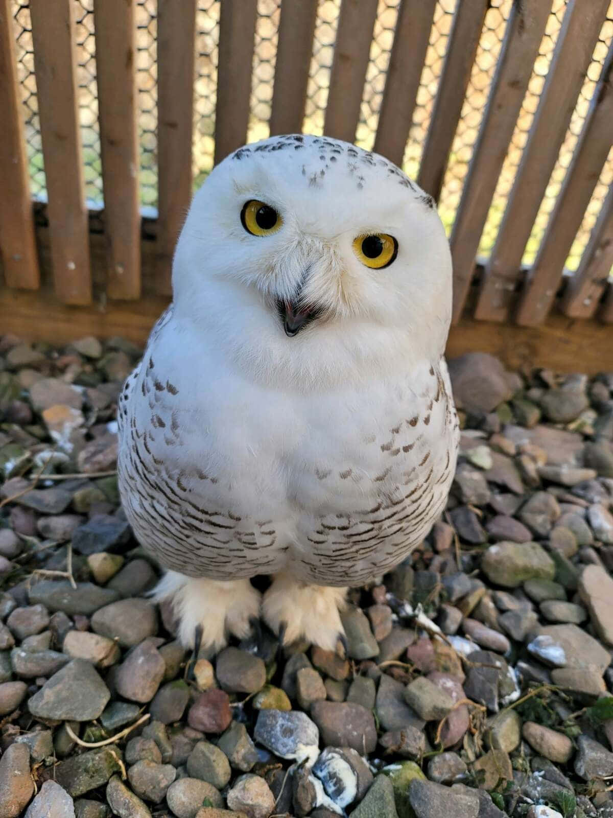 Snowy Owl 桌布 壁紙 — 一隻擁有明亮黃色眼睛的雪鴞棲息在鵝卵石上，背景是木柵欄。