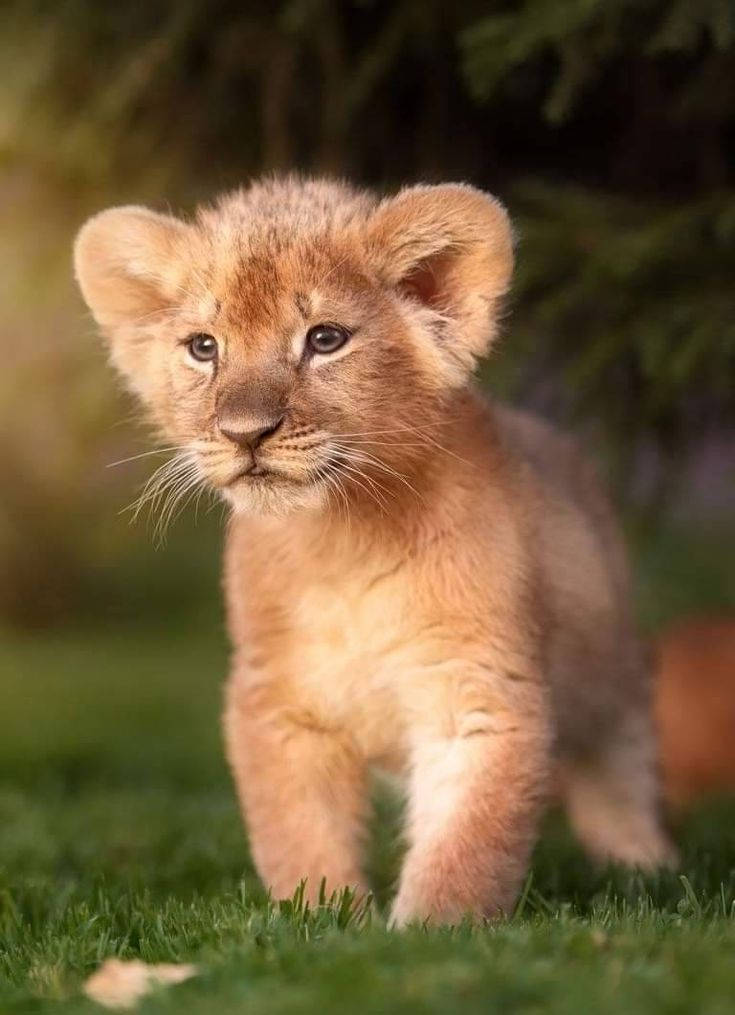 Baby Lion 桌布 壁紙 — 一隻擁有柔軟金色毛髮和好奇眼睛的小獅子幼崽，小心翼翼地走在充滿活力的綠色草地上。