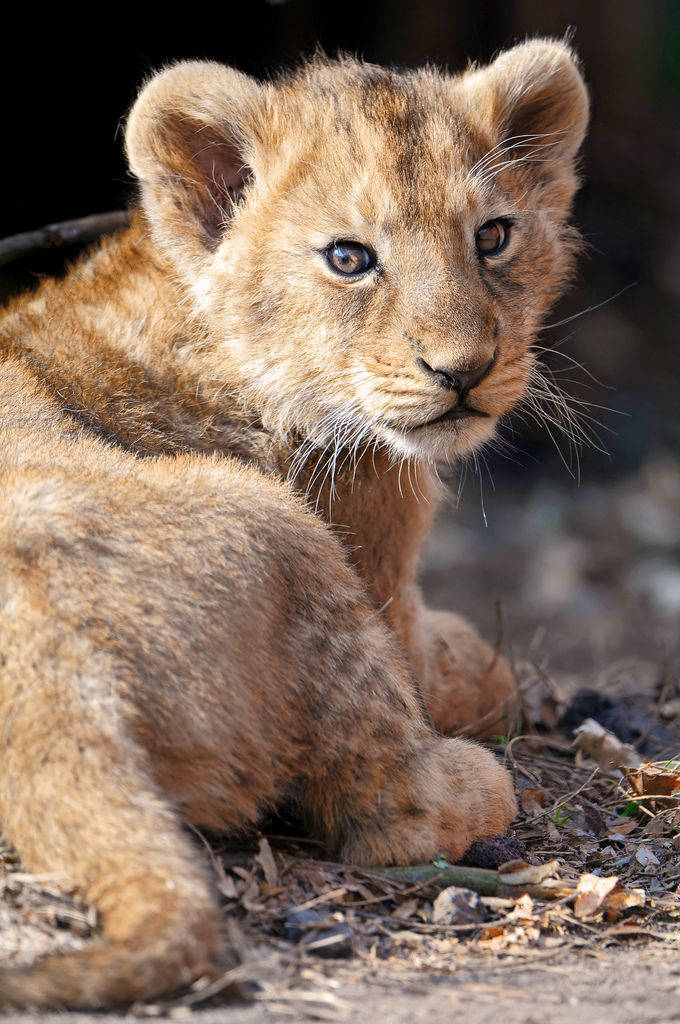 Baby Lion 桌布 壁紙 — 一隻擁有柔軟金色毛髮和好奇藍色眼睛的年輕獅子幼崽在乾燥土地上休息的特寫。