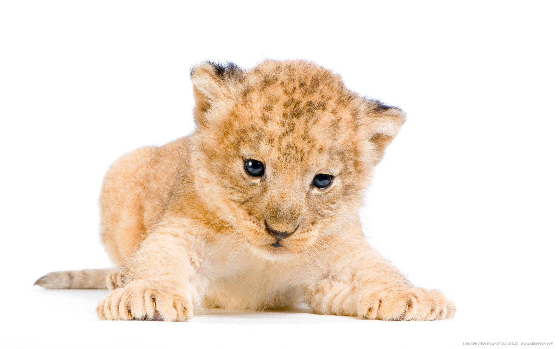 Cub 桌布 壁紙 — 一隻擁有柔軟金色毛髮和深色斑點的小獅子幼崽，躺在純白色背景上，好奇地凝視著相機。