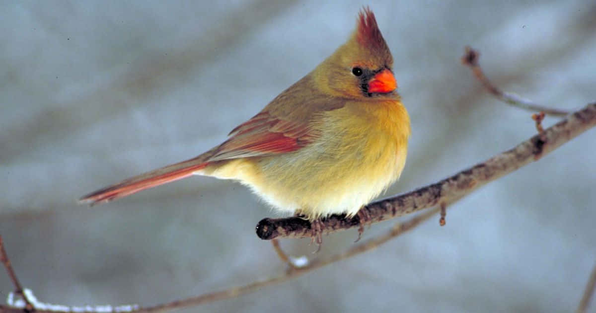 Cardinal 桌布 壁紙 — 一隻擁有柔軟黃色羽毛和紅色點綴的雌性紅衣主教鳥，棲息在光禿的樹枝上，背景是白雪皚皚的冬日景色。