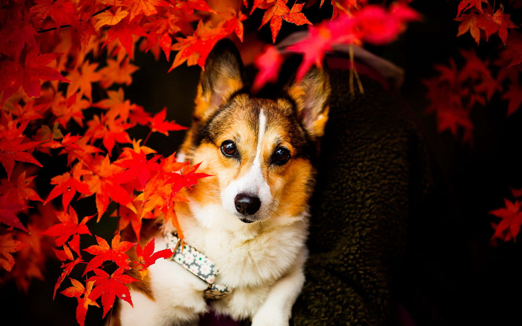 狗 桌布 壁紙 — 一隻擁有棕色、白色和黑色毛髮的柯基犬，在深色背景下透過鮮紅色的秋葉窺視。