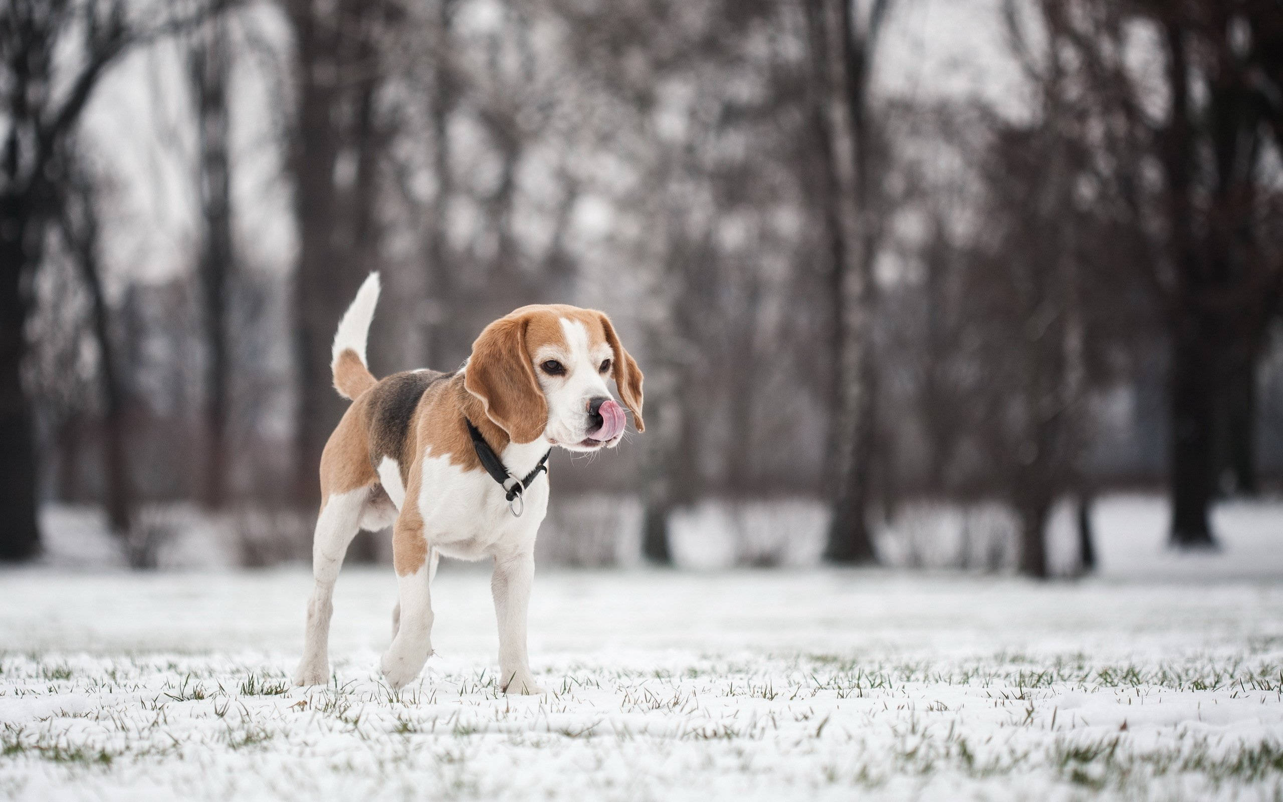 Winter 桌布 壁紙 — 一隻擁有棕色、白色和黑色毛髮的比格犬站在白雪覆蓋的公園裡舔著鼻子，背景中光禿禿的樹木若隱若現。