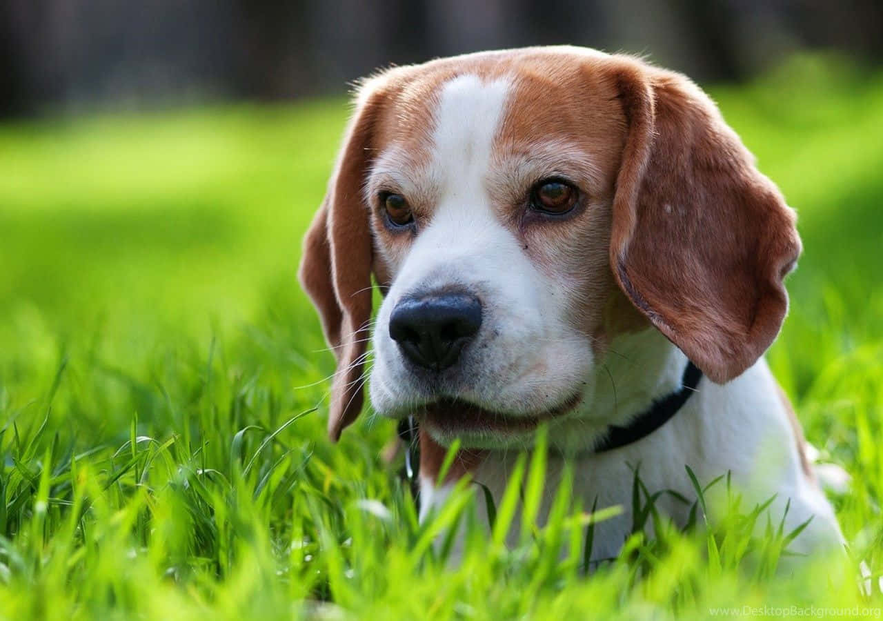 Beagle Dogs 桌布 壁紙 — 一隻擁有棕色和白色毛髮的比格犬躺在充滿活力的綠色草地上，用柔軟的棕色眼睛直視鏡頭。