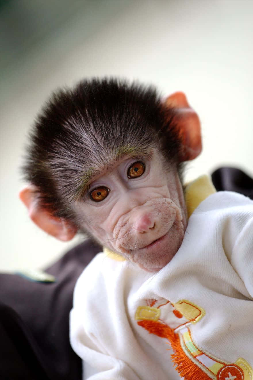 Baby Monkey 桌布 壁紙 — 一隻擁有棕色大眼睛和深色毛髮的嬰兒猴子，穿著帶有彩色刺繡的白色毛衣的特寫。
