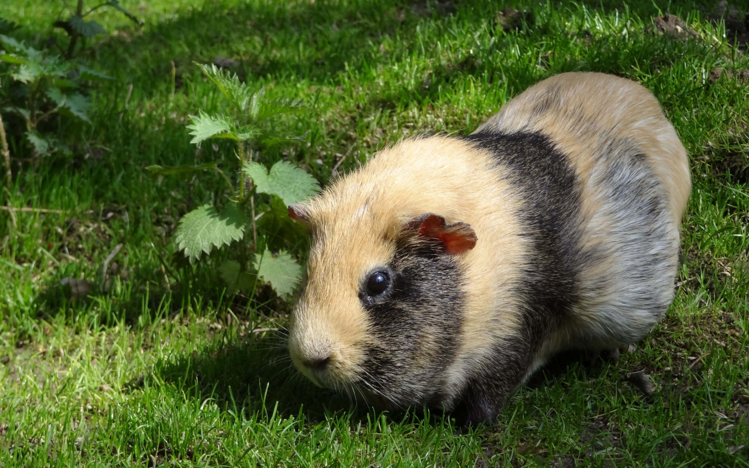 guinea pig 桌布 壁紙 — 一隻擁有棕褐色和黑色毛髮的天竺鼠在明亮的陽光下警覺地坐在充滿活力的綠草中。