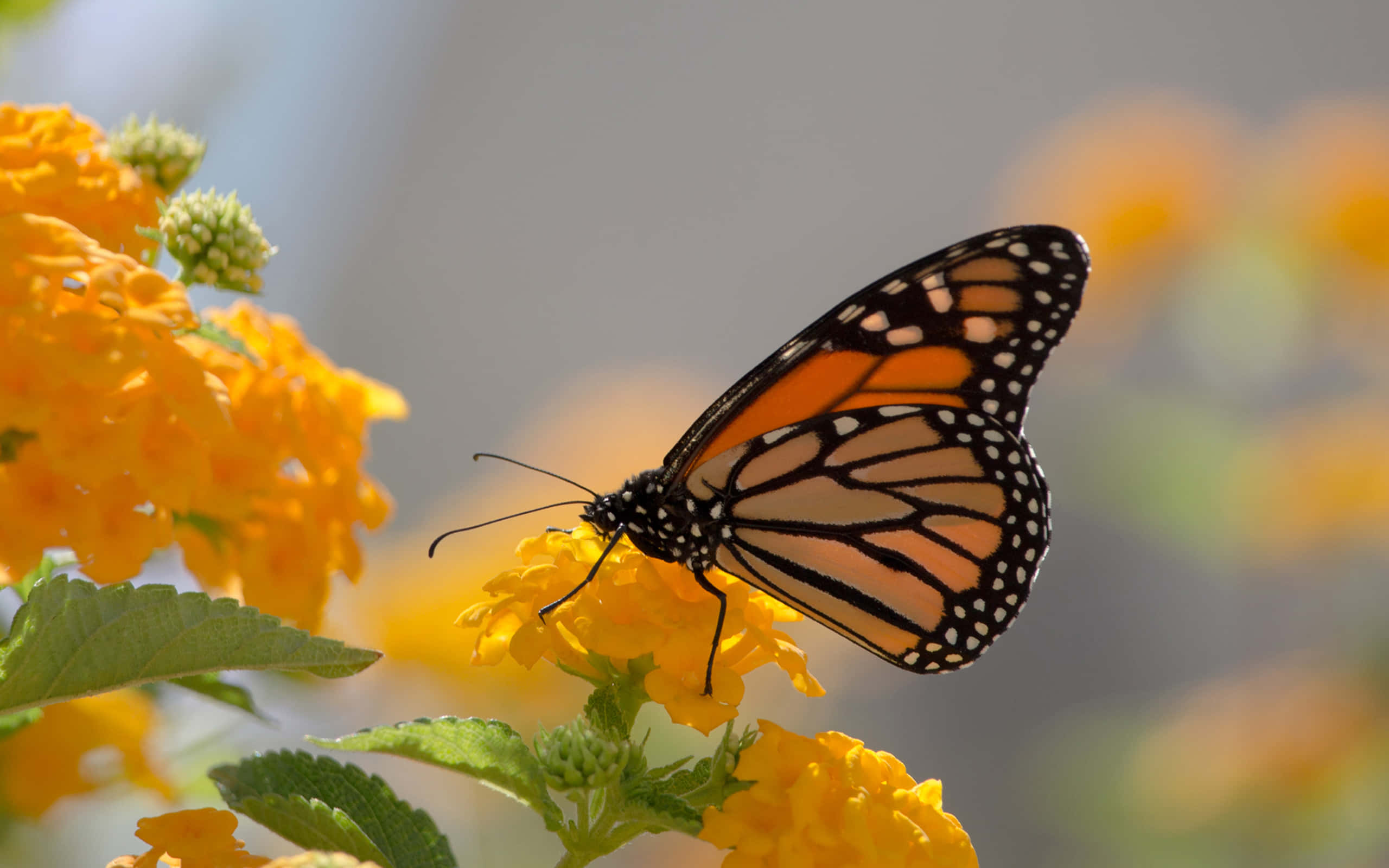 Monarch Butterfly 桌布 壁紙 — 一隻擁有橙色、黑色和白色翅膀的帝王斑蝶，輕輕停在一簇鮮黃色的花朵上。