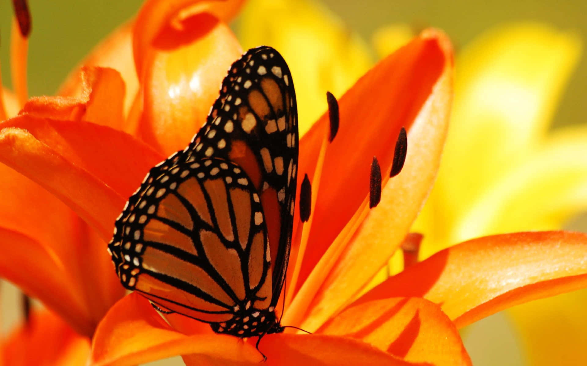 Monarch Butterfly 桌布 壁紙 — 一隻擁有橙色、黑色和白色翅膀的帝王蝶，輕柔地停在一朵鮮豔的橙色百合花瓣上。