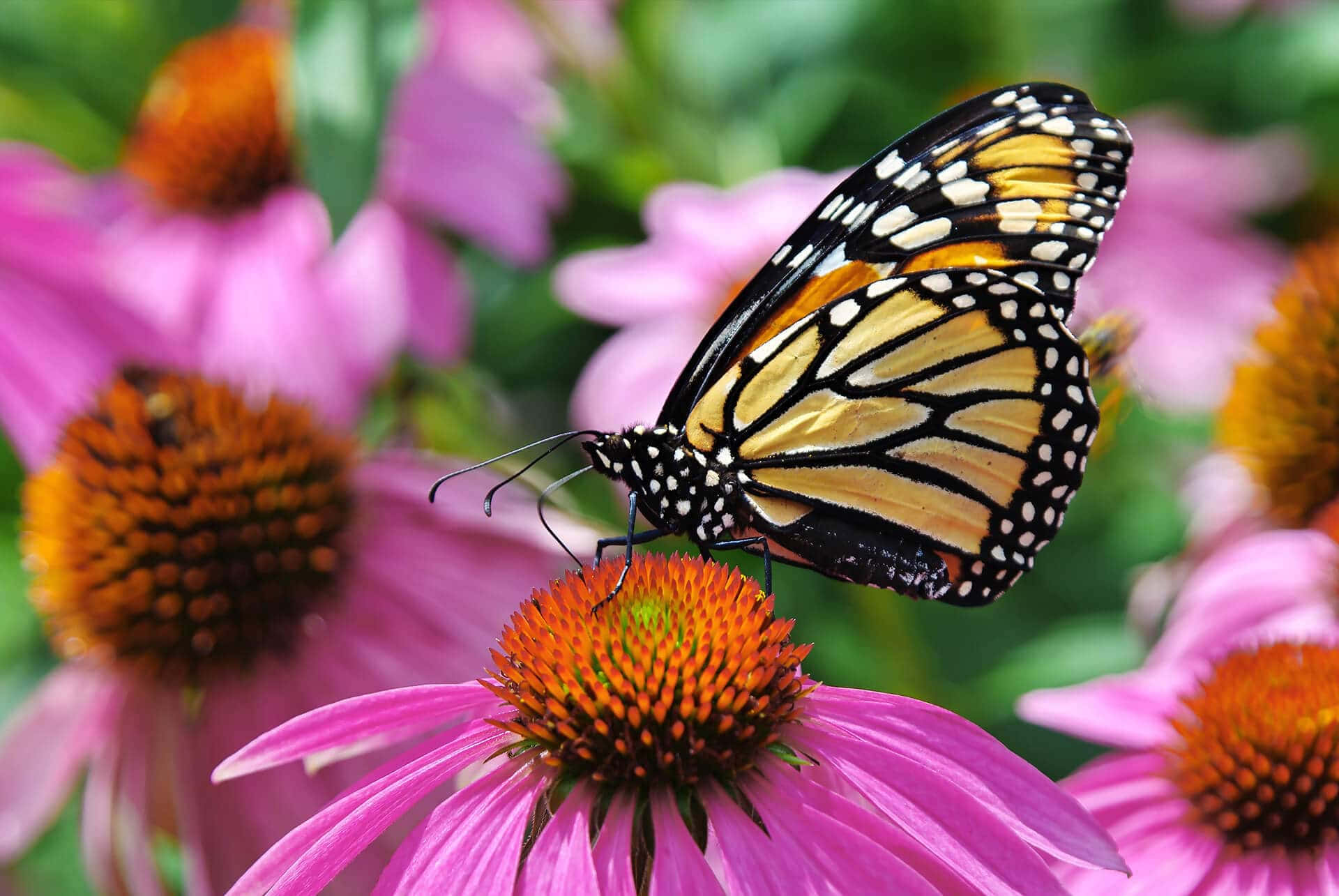 Butterfly Garden Plants 桌布 壁紙 — 一隻擁有橙色、黑色和白色翅膀的帝王斑蝶，輕盈地停駐在陽光花園中一朵鮮豔的粉紅色紫錐花上。