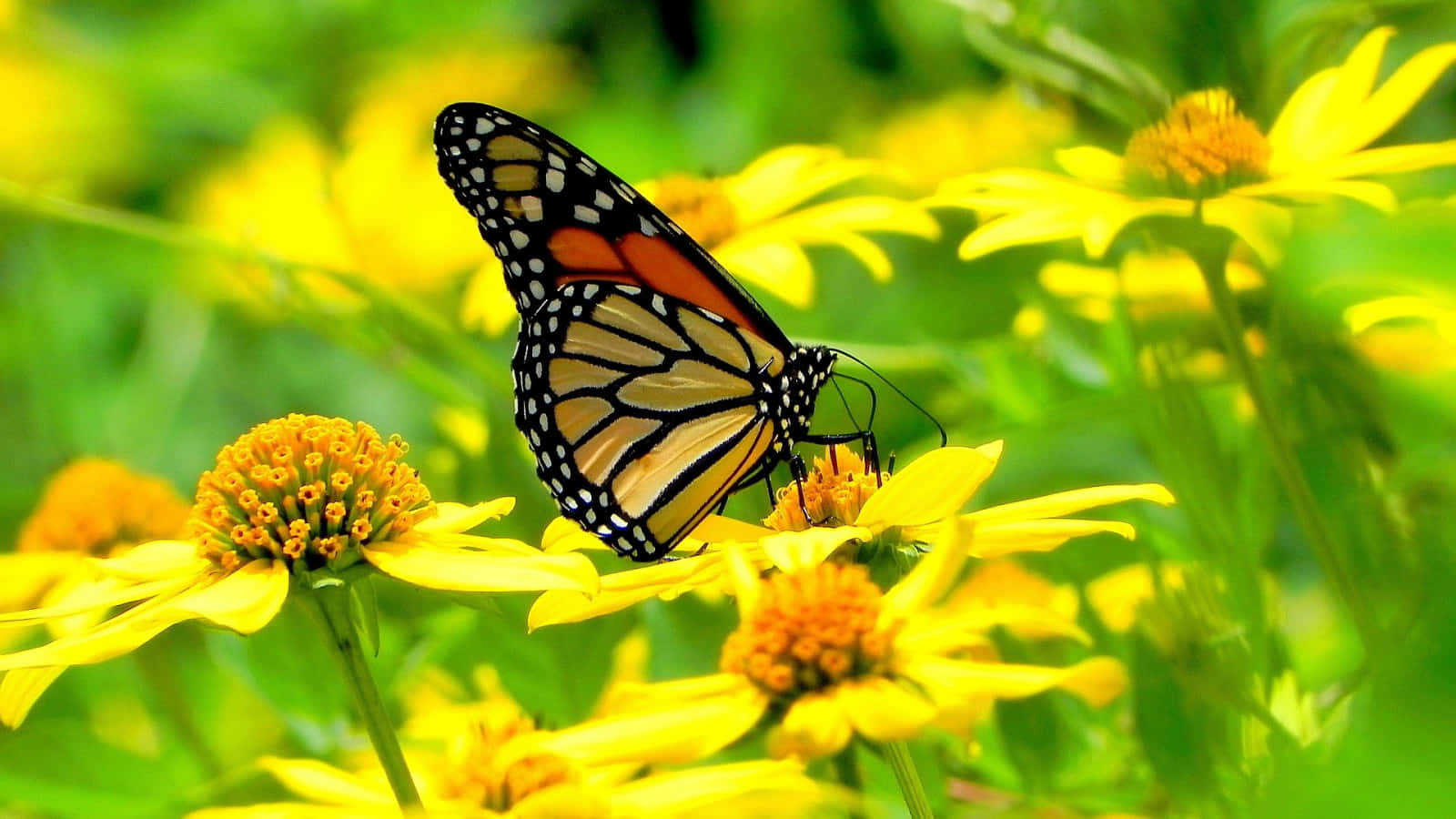 Butterfly Yellow 桌布 壁紙 — 一隻擁有橙色、黑色和白色翅膀的帝王斑蝶，輕柔地停在一朵鮮黃色的花朵上，周圍環繞著茂密的綠色樹葉。