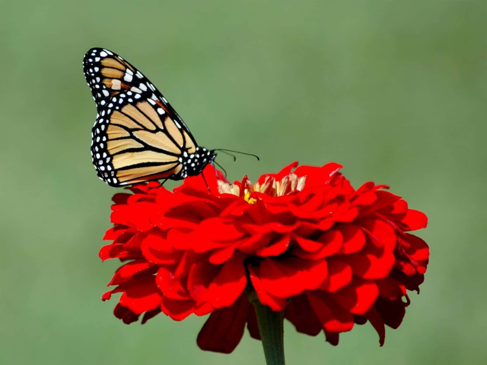 Butterflies 桌布 壁紙 — 一隻擁有橙色、黑色和白色翅膀的帝王斑蝶，輕柔地停在一朵鮮紅色的百日菊上，背景是柔和的綠色。