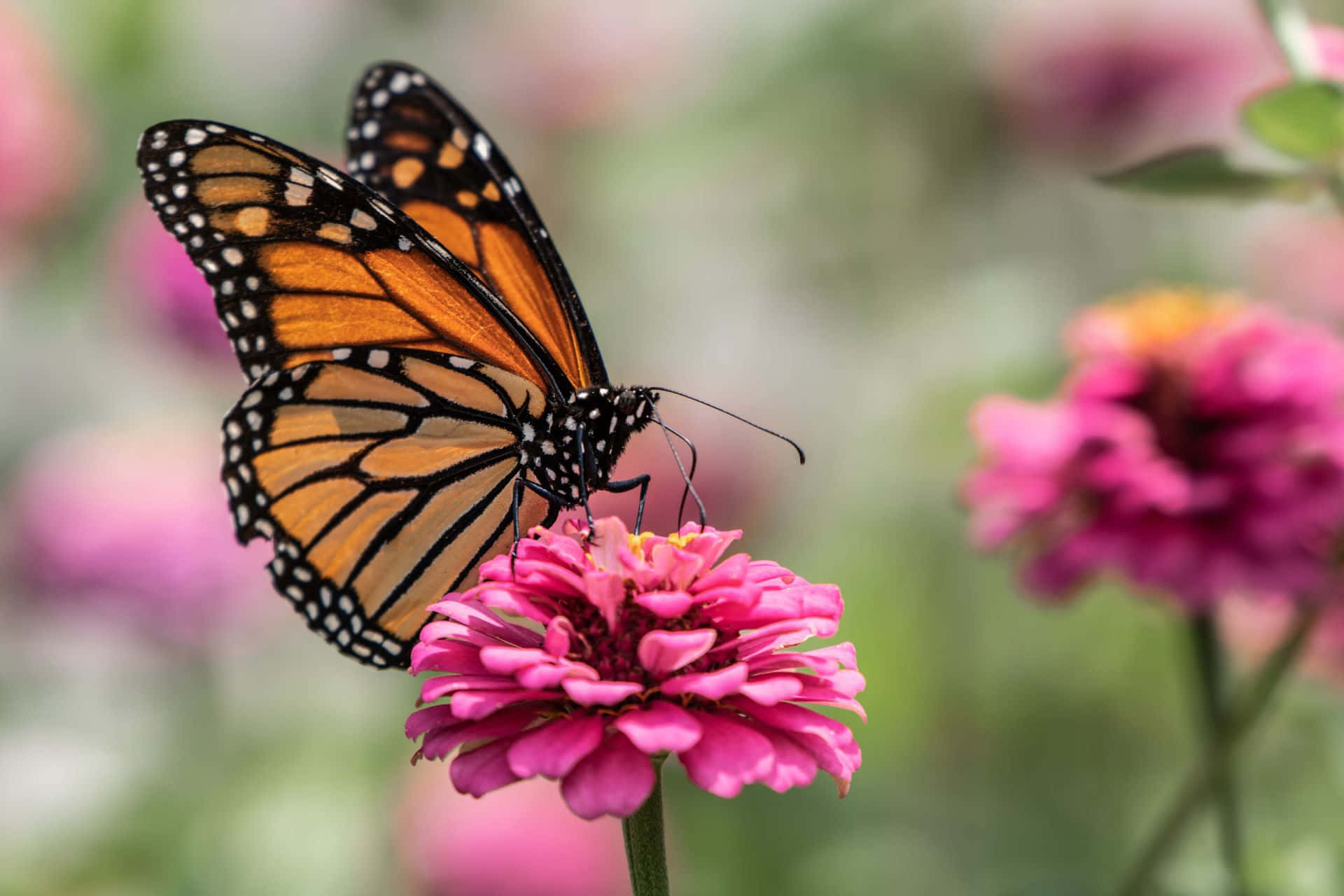 Monarch Butterfly 桌布 壁紙 — 一隻擁有橙色、黑色和白色翅膀的帝王斑蝶，輕柔地停在一朵鮮豔的粉紅色百日菊上。