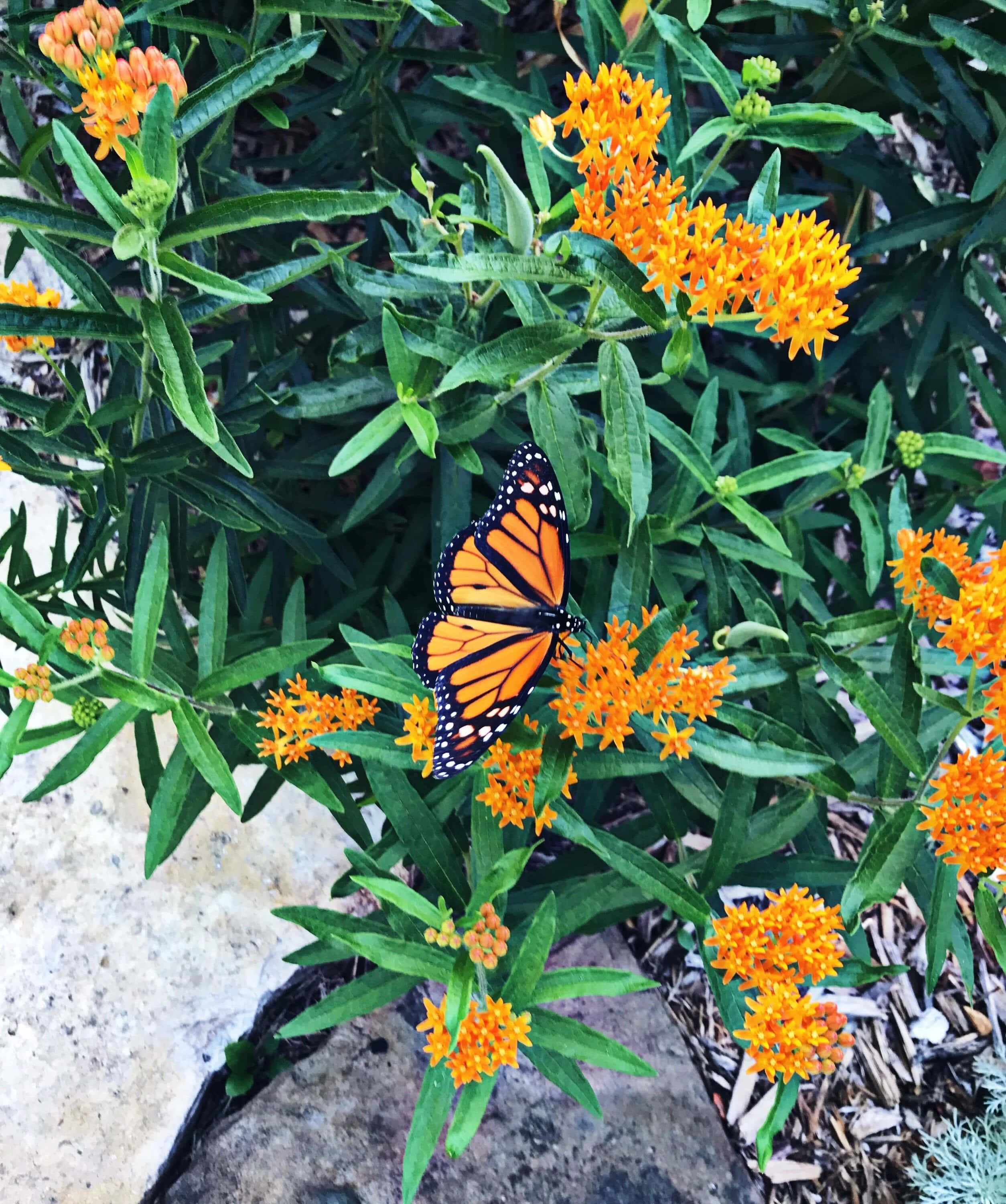 Butterfly Weed 桌布 壁紙 — 一隻擁有橙色和黑色翅膀的帝王斑蝶，輕巧地停歇在鮮橙色馬利筋花上，周圍環繞著茂盛的綠葉。
