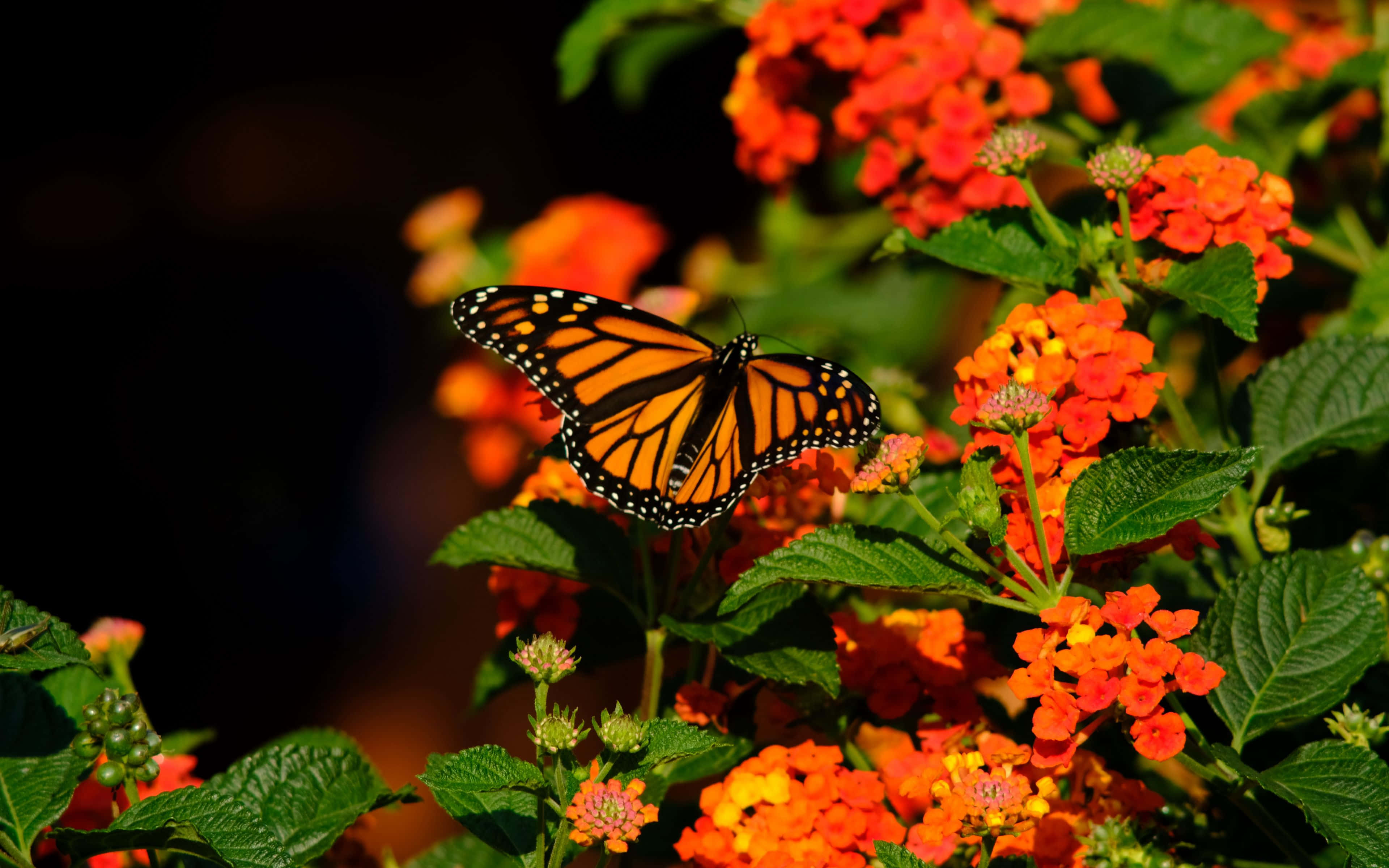 Monarch Butterfly 桌布 壁紙 — 一隻擁有橙色和黑色翅膀的帝王斑蝶，在深色模糊的背景上，輕柔地棲息在鮮豔的橙色花朵上。