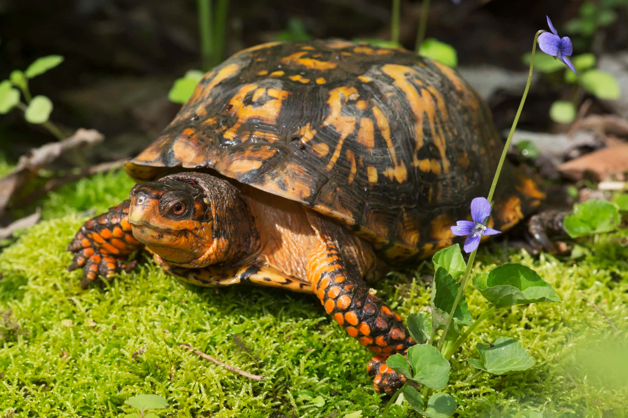 Turtle 桌布 壁紙 — 一隻擁有橙色和黑色龜殼的箱龜，在紫色野花旁邊充滿活力的綠色苔蘚上爬行。