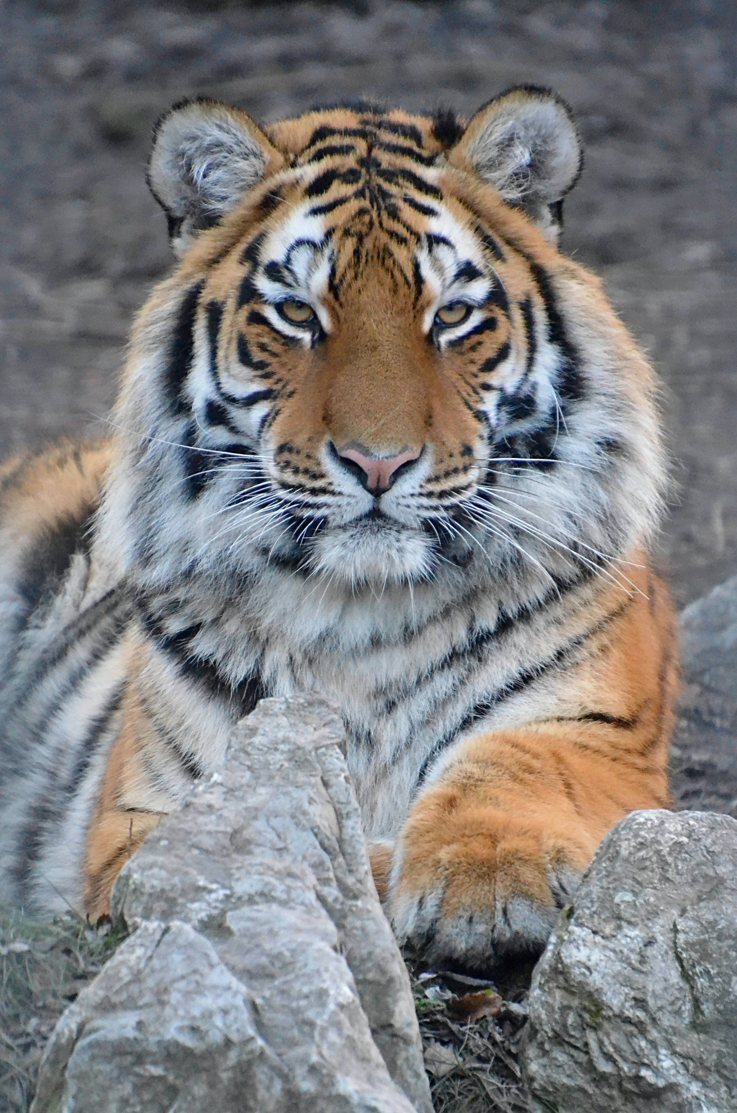 tigers 桌布 壁紙 — 一隻擁有橙色毛皮和黑色條紋的雄偉老虎，在灰色岩石間警覺地休息，用強烈的金色眼睛直視鏡頭。