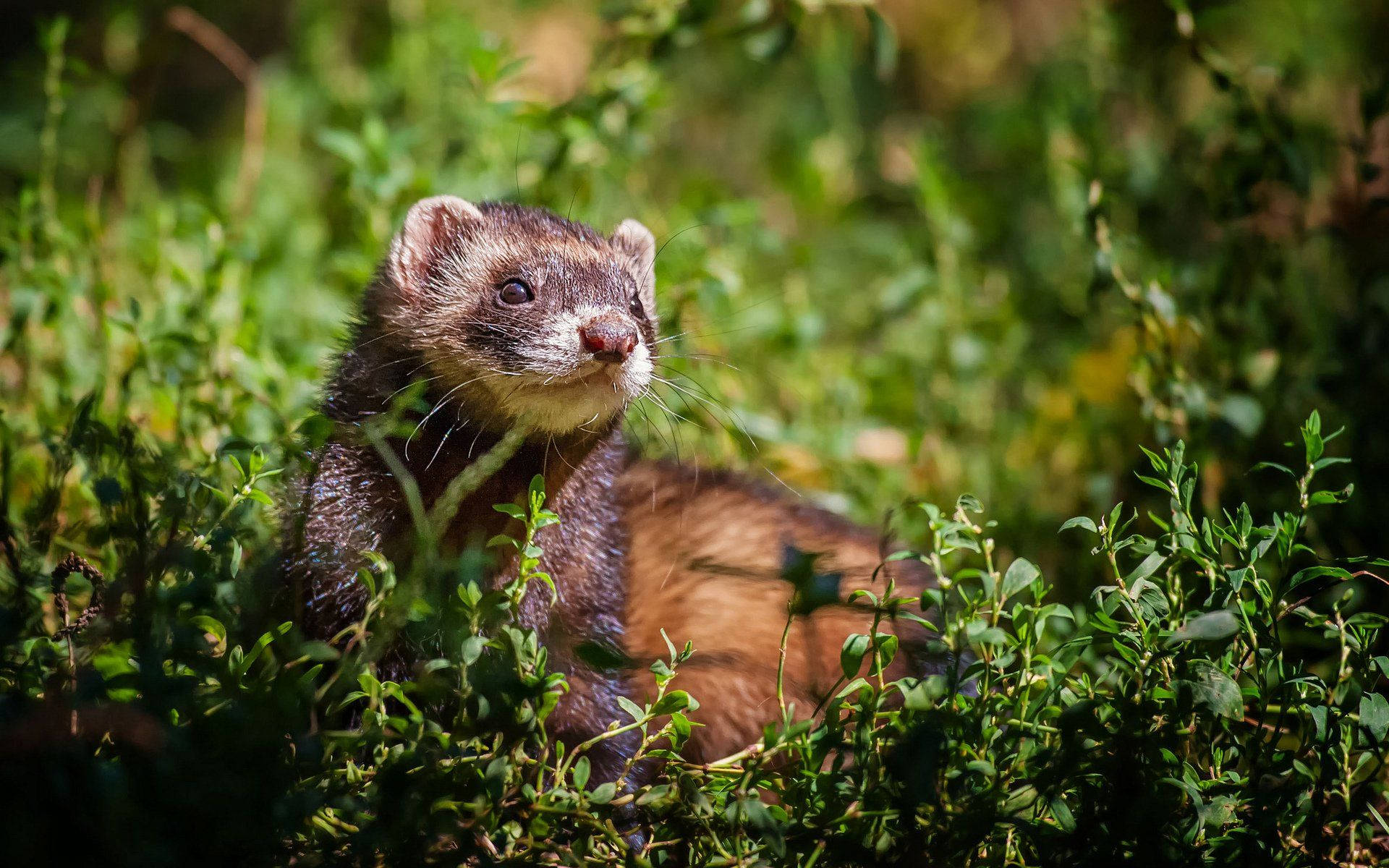 Ferret 桌布 壁紙 — 一隻擁有深棕色毛髮和白色口鼻的雪貂，在明亮的陽光下好奇地從茂密的綠色灌木叢中探出頭來。