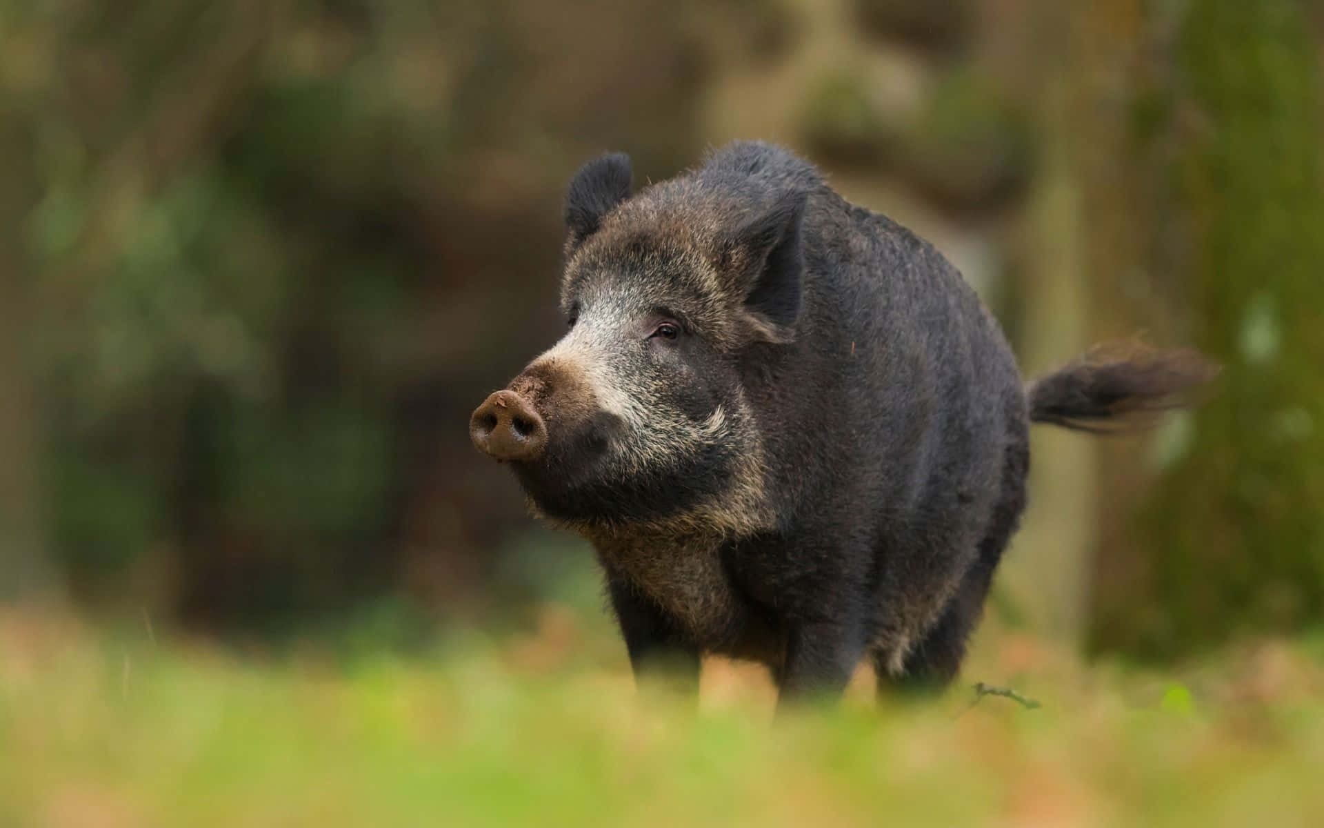 Pig 桌布 壁紙 — 一隻擁有深色剛毛和白色口鼻的野豬，在陽光明媚、長滿青草的森林空地中警覺地站立。