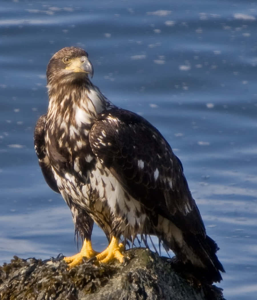Young Bald Eagle 桌布 壁紙 — 一隻擁有深色和白色羽毛的雄偉老鷹，警覺地棲息在長滿苔蘚的岩石上，背景是漣漪的藍色水面。