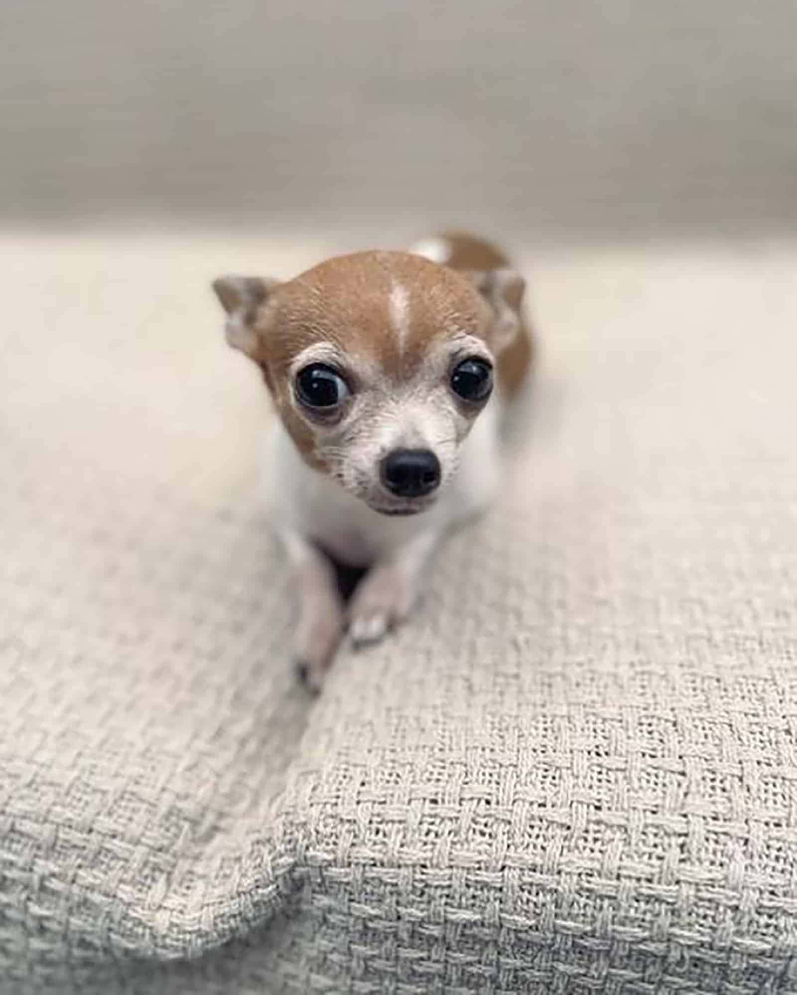 Teacup Chihuahua 桌布 壁紙 — 一隻擁有深色大眼的小吉娃娃，從有紋理的米色布料表面好奇地凝視著。