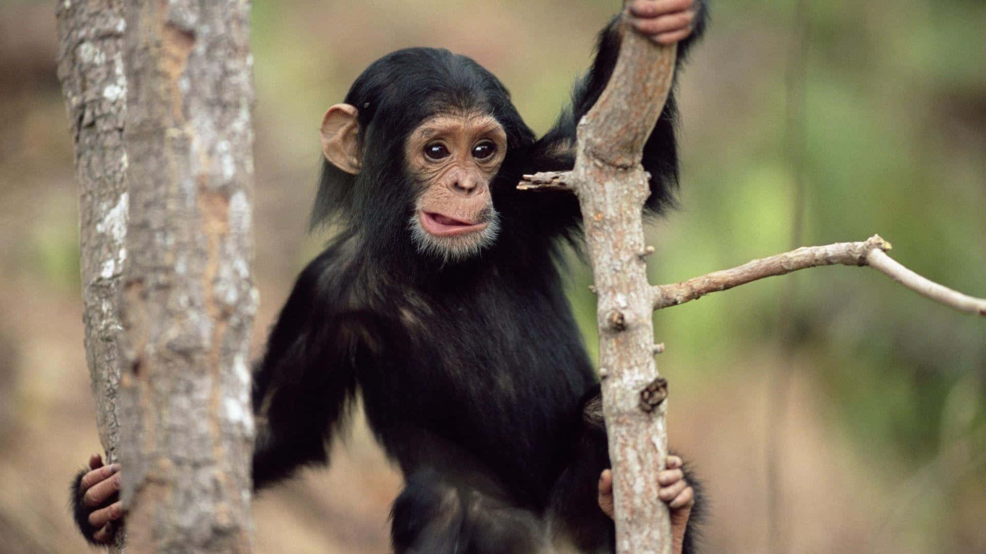 Funny Monkey 桌布 壁紙 — 一隻擁有深色毛髮和富有表情眼睛的年輕黑猩猩，在陽光明媚的森林中緊抓樹枝。