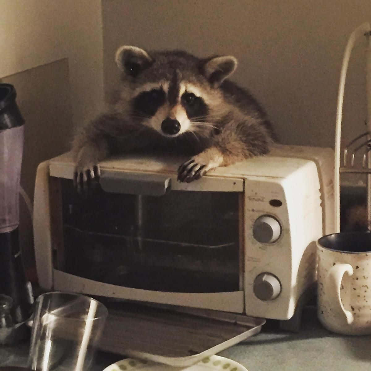 racoon 桌布 壁紙 — 一隻擁有深色面具臉龐和蓬鬆毛髮的浣熊，將爪子擱在雜亂廚房中的白色烤麵包機上。
