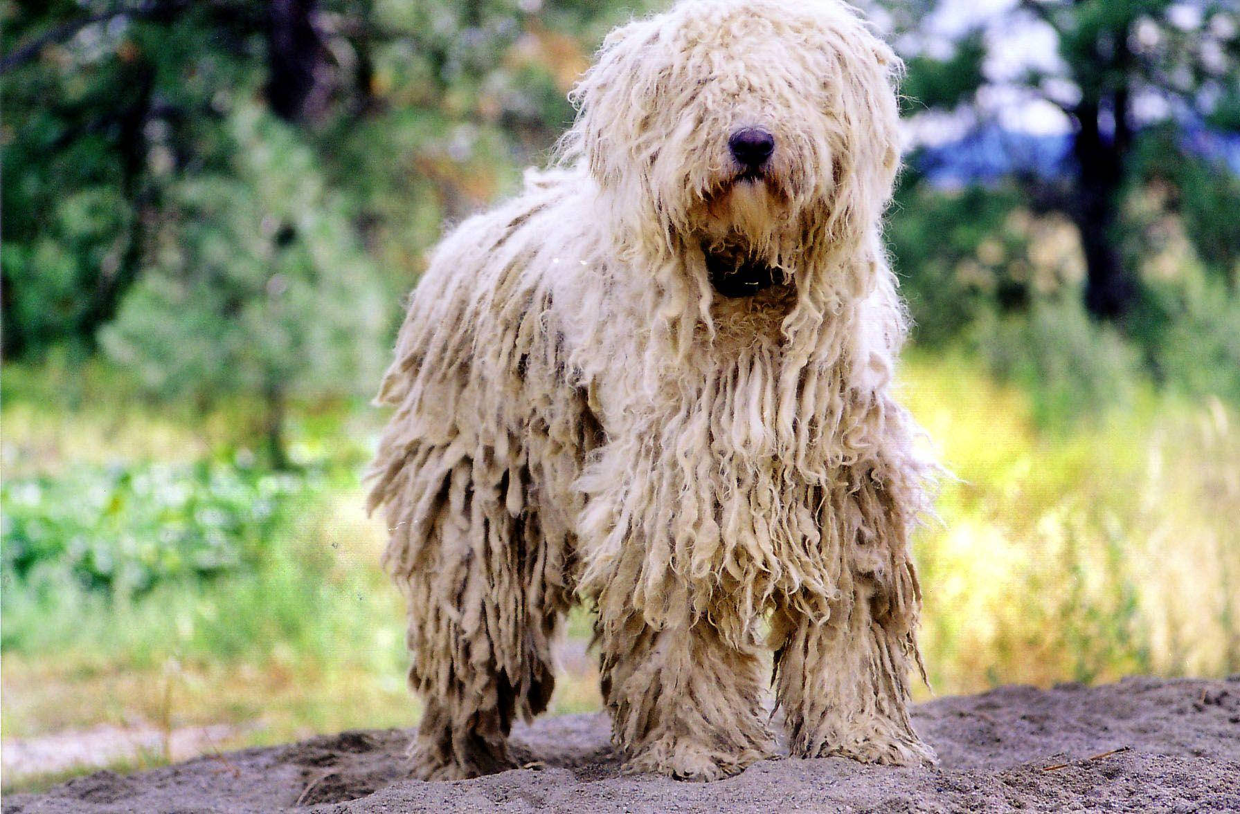 Big Dog 桌布 壁紙 — 一隻擁有濃密白色繩狀毛髮的可蒙犬，警覺地站在陽光普照的草地上的一個土丘上，背景是模糊的樹木。