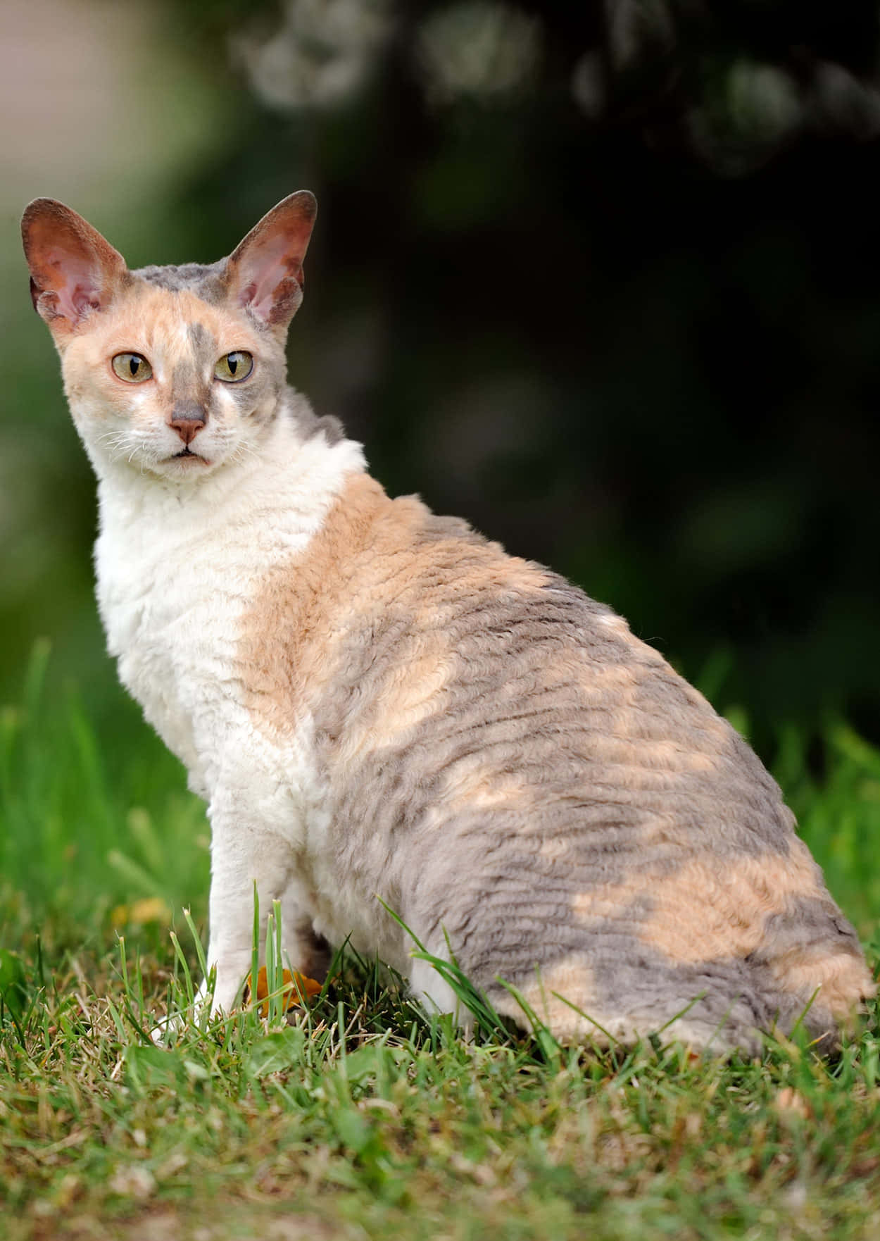 Cornish Rex 桌布 壁紙 — 一隻擁有灰色和奶油色捲毛的德文帝王貓，在柔和日光下警覺地坐在充滿活力的綠色草地上。