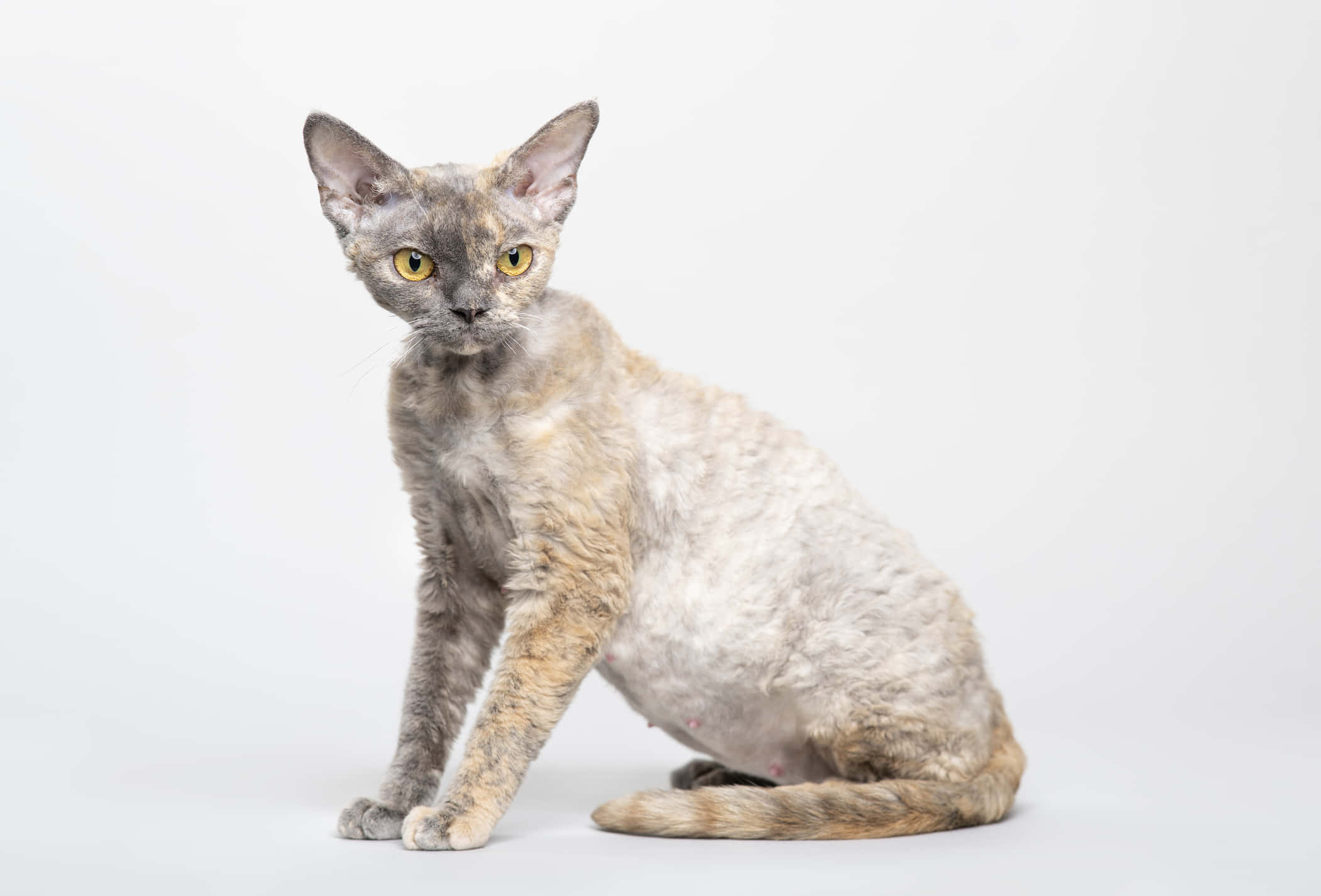 Devon Rex 桌布 壁紙 — 一隻擁有灰色和棕褐色捲毛及明亮黃色眼睛的德文帝王貓，在純白色背景前優雅地坐著。