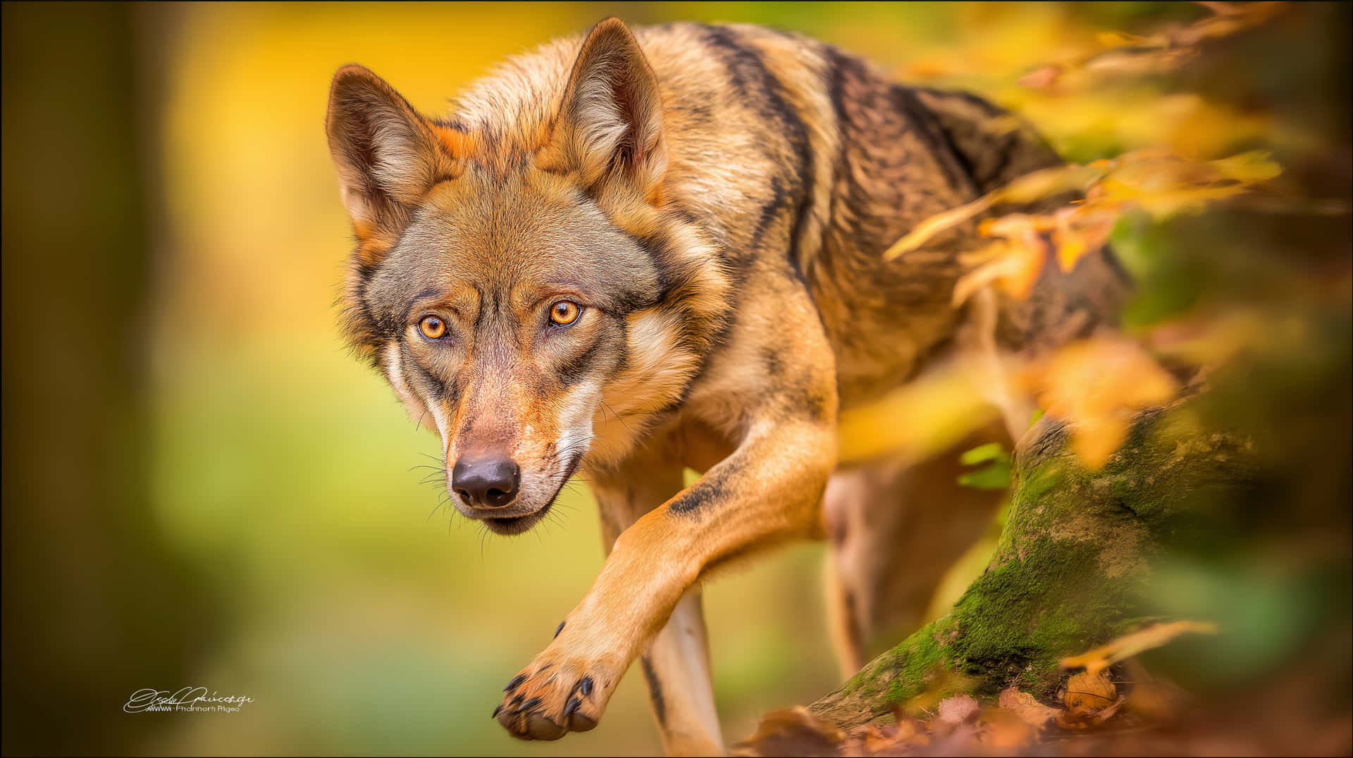 Striking Wolf in Autumn Woods 壁紙 — 一隻擁有琥珀色眼睛和棕色毛皮的狼在森林的秋葉中跳躍。
