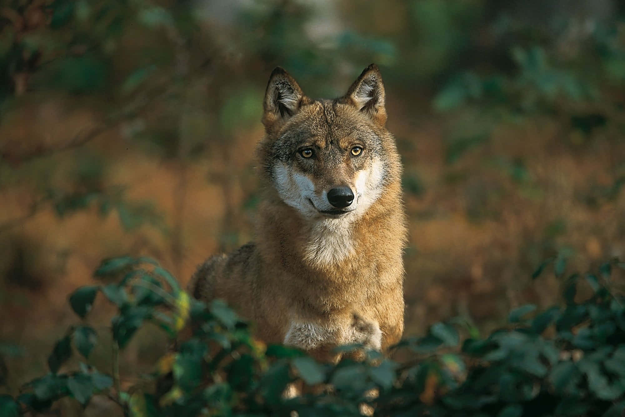 Wolf In Forest 桌布 壁紙 — 一隻擁有琥珀色眼睛和棕色毛髮的孤獨狼，在陽光明媚的森林中從綠色樹葉後方專注地凝視。