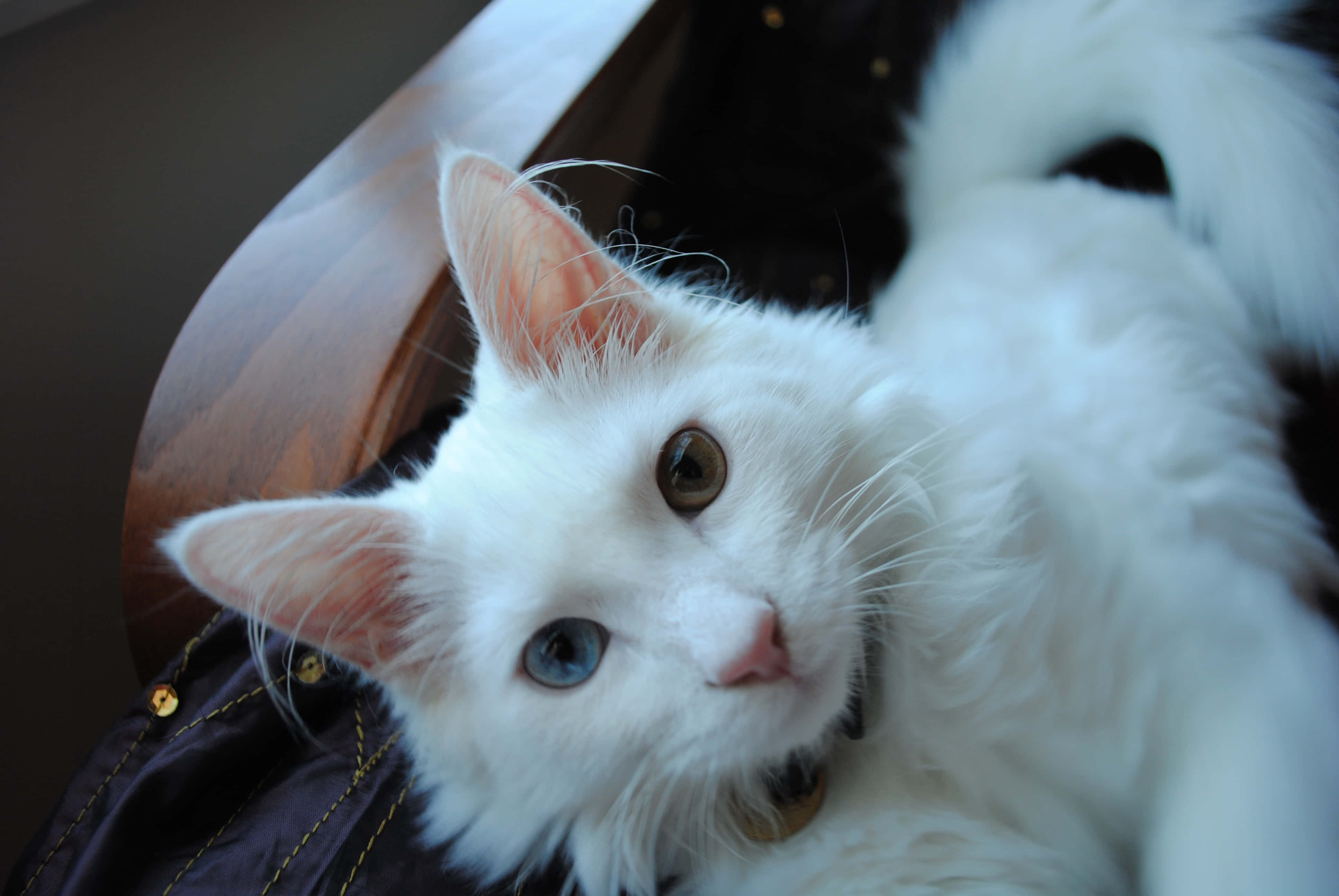 Turkish Angora 桌布 壁紙 — 一隻擁有異色瞳的毛茸茸白貓，懶洋洋地躺在一張深色布藝椅上，好奇地凝視著鏡頭。
