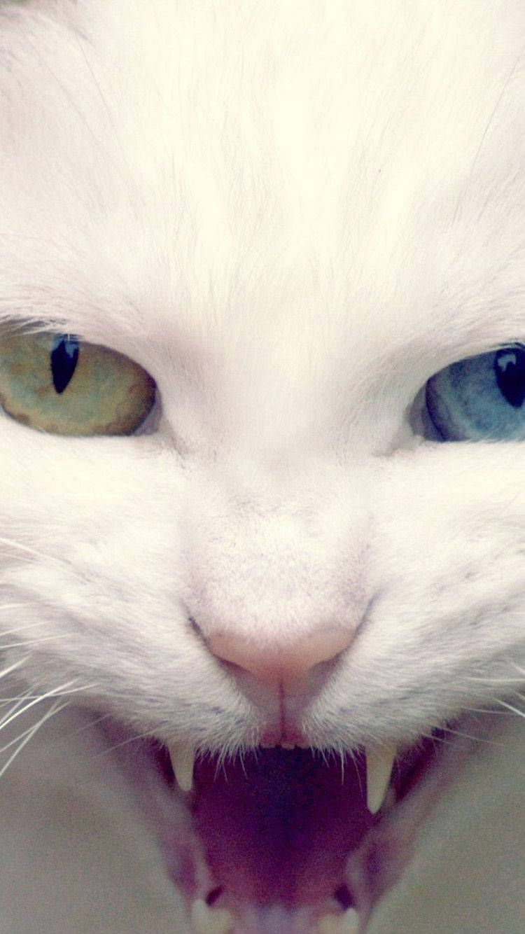 White Cat 桌布 壁紙 — 一隻擁有異色瞳的白貓近距離特寫，兇狠地咆哮，露出尖銳的牙齒。