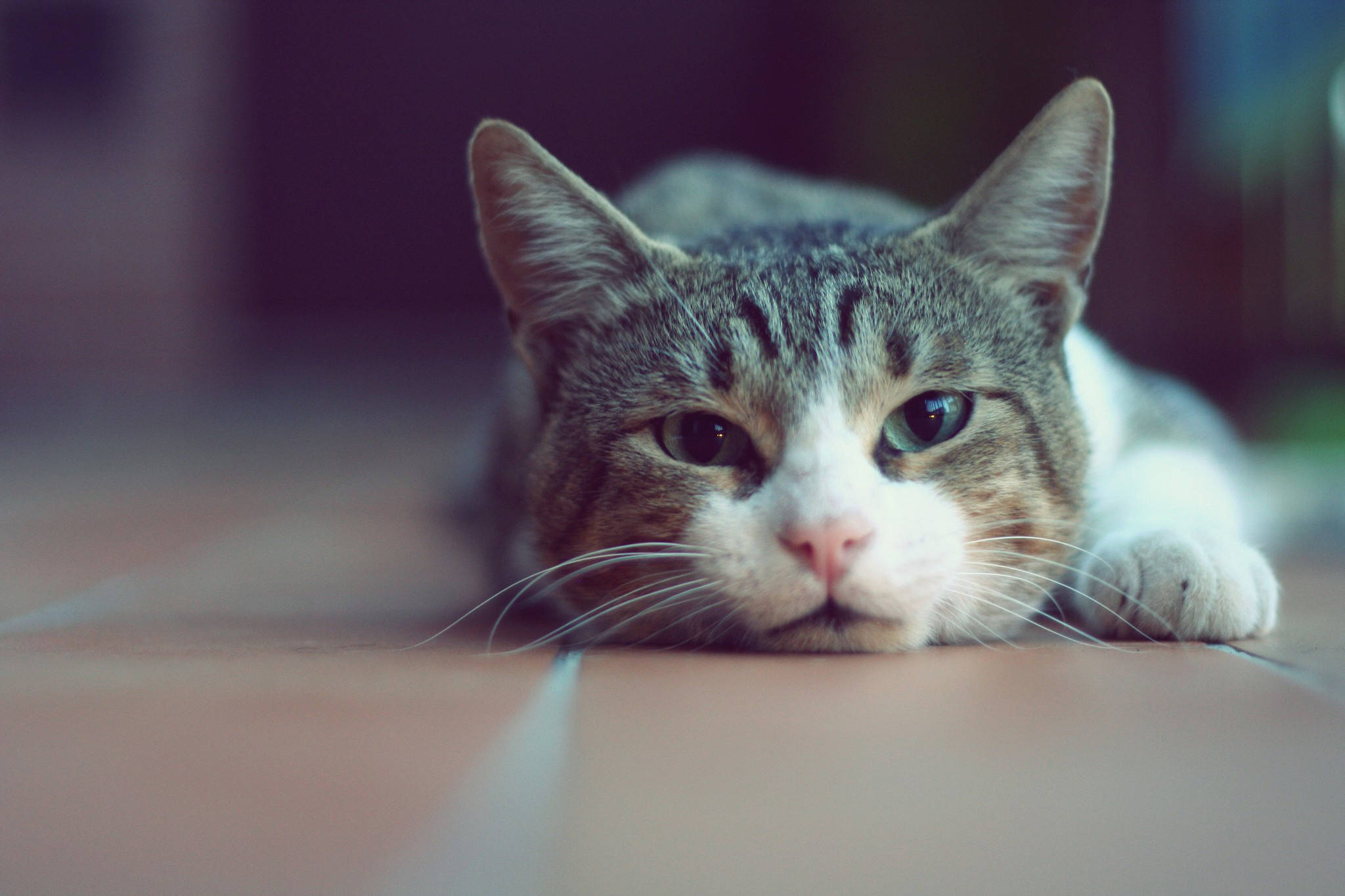 happy cat 桌布 壁紙 — 一隻擁有異色瞳的虎斑貓將頭靠在瓷磚地板上，專注地凝視著，表情平靜而警覺。