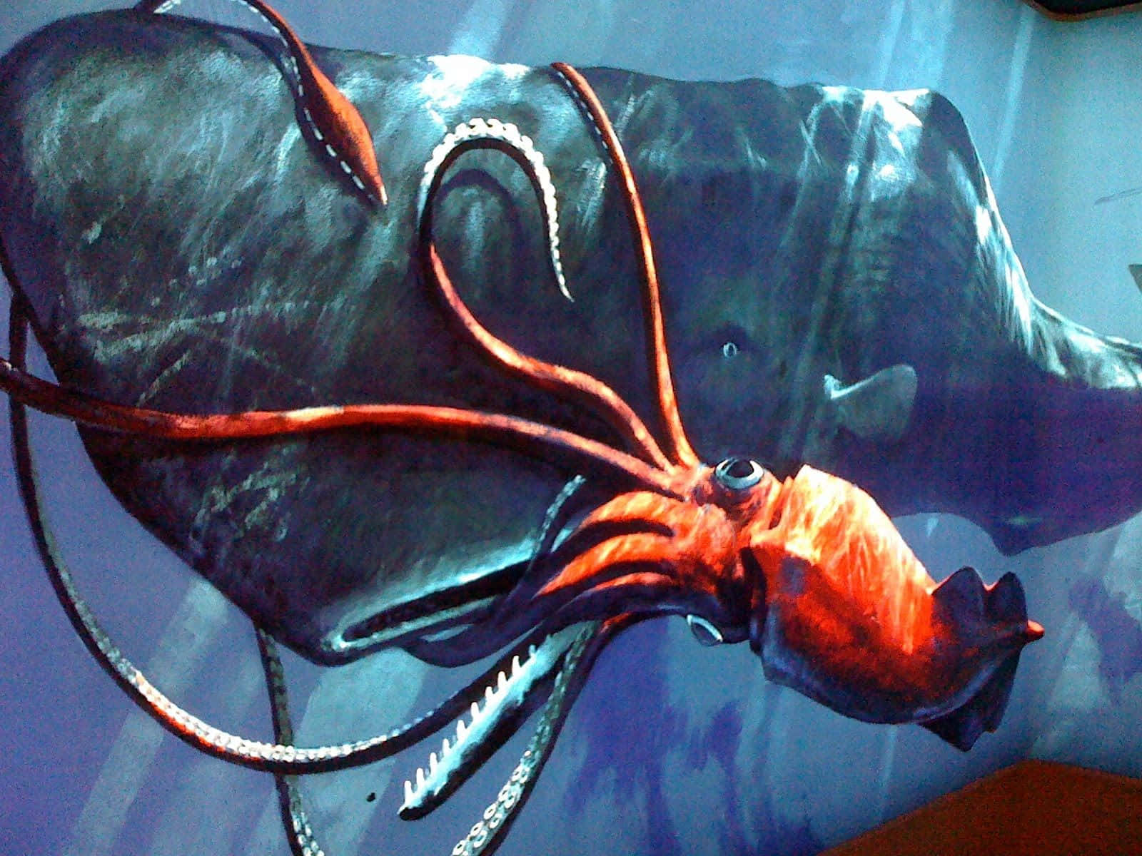 Giant Squid 桌布 壁紙 — 一隻擁有發光紅橙色觸手和深色身體的巨型魷魚在深藍色海水中游動。