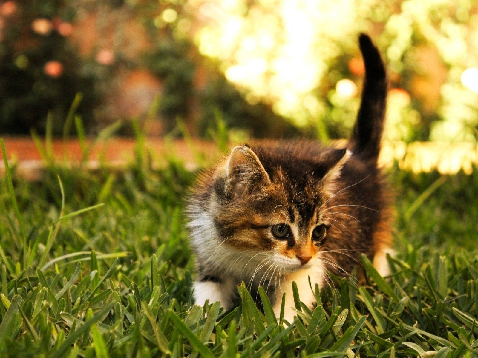 Beautiful Cats 桌布 壁紙 — 一隻擁有白色爪子和黑色尾巴的小三花貓咪，在溫暖的金色陽光下謹慎地探索著充滿活力的綠草。