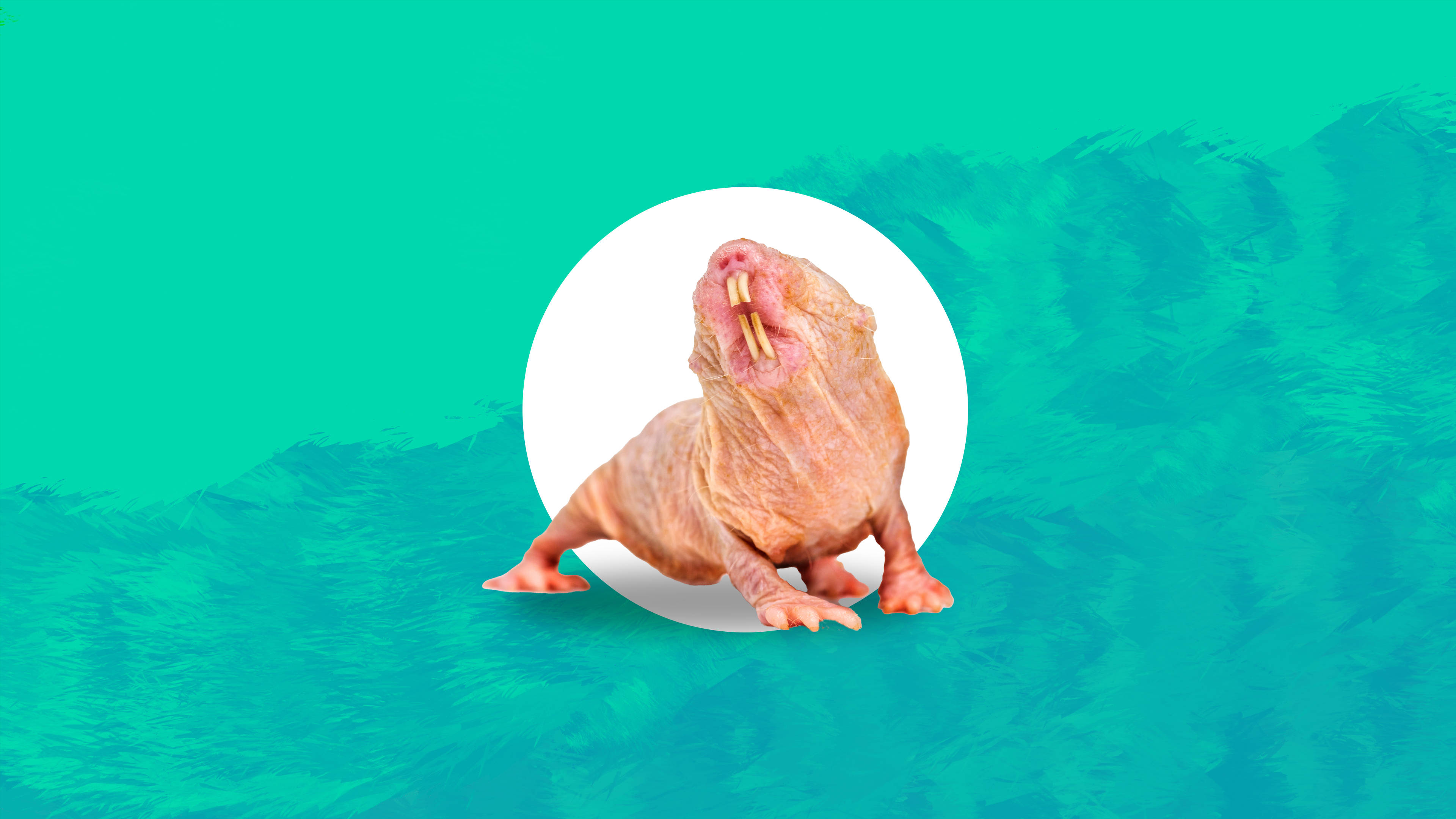 Rat 桌布 壁紙 — 一隻擁有突出牙齒的裸鼴鼠，在充滿活力的青綠色紋理背景上，直立坐在一個白色圓圈內。