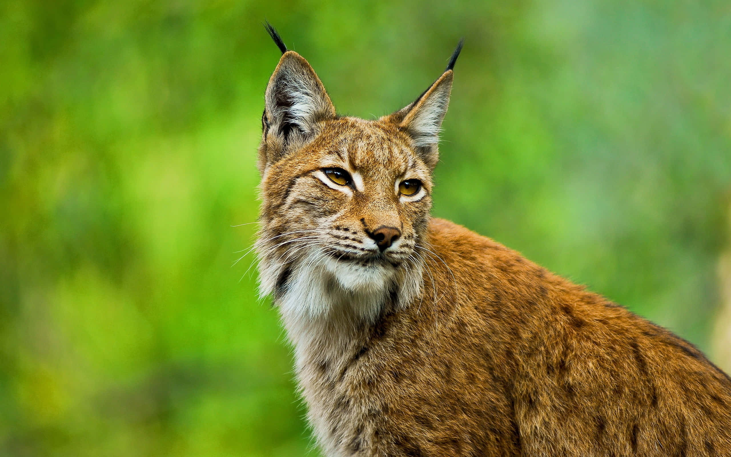 Bobcat 桌布 壁紙 — 一隻擁有簇絨耳朵和琥珀色眼睛的猞猁，在柔和的綠色模糊森林背景下凝視著。