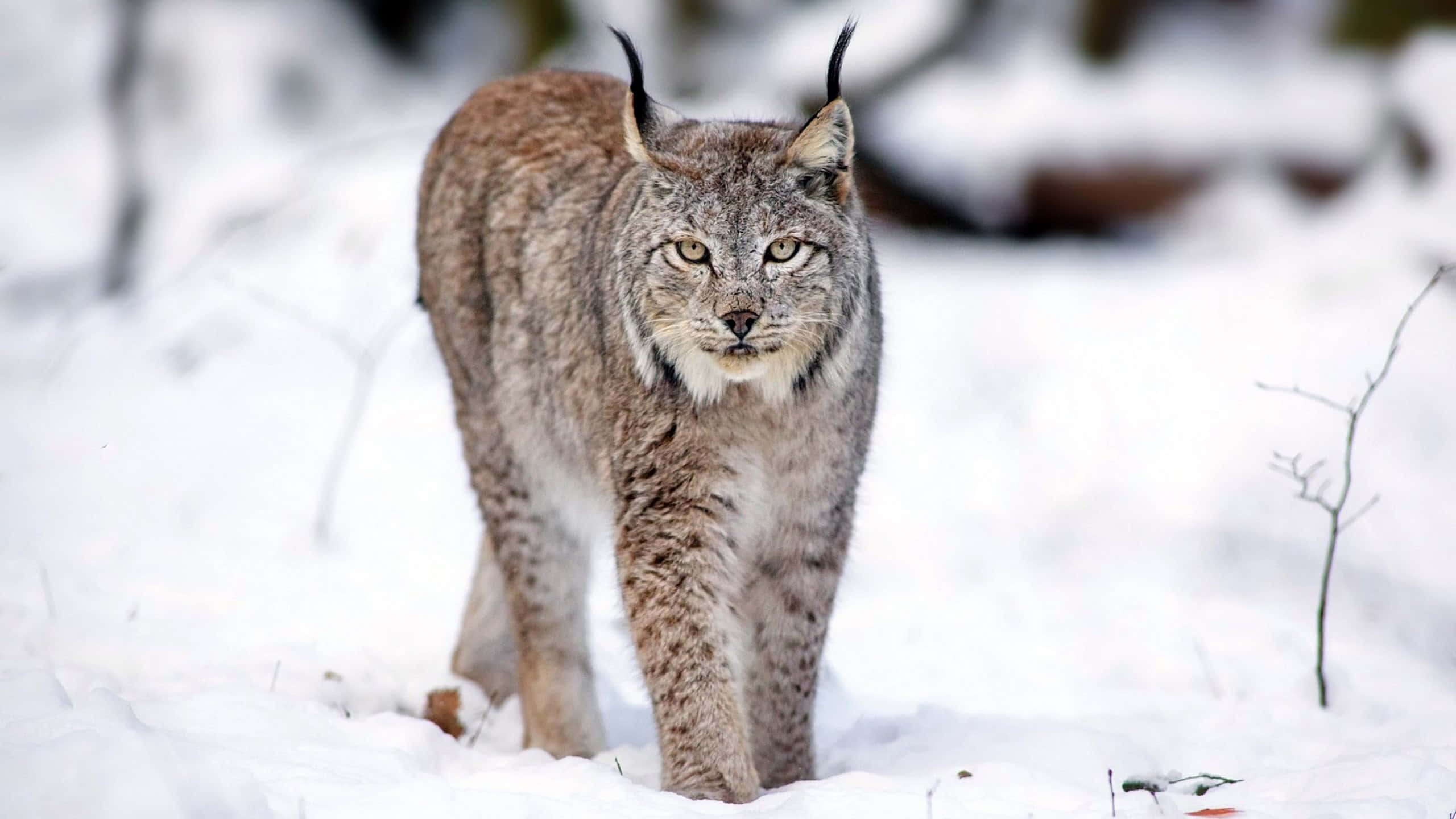 Bobcat 桌布 壁紙 — 一隻擁有簇絨耳朵和銳利眼睛的山貓自信地走過白雪覆蓋的森林地面。