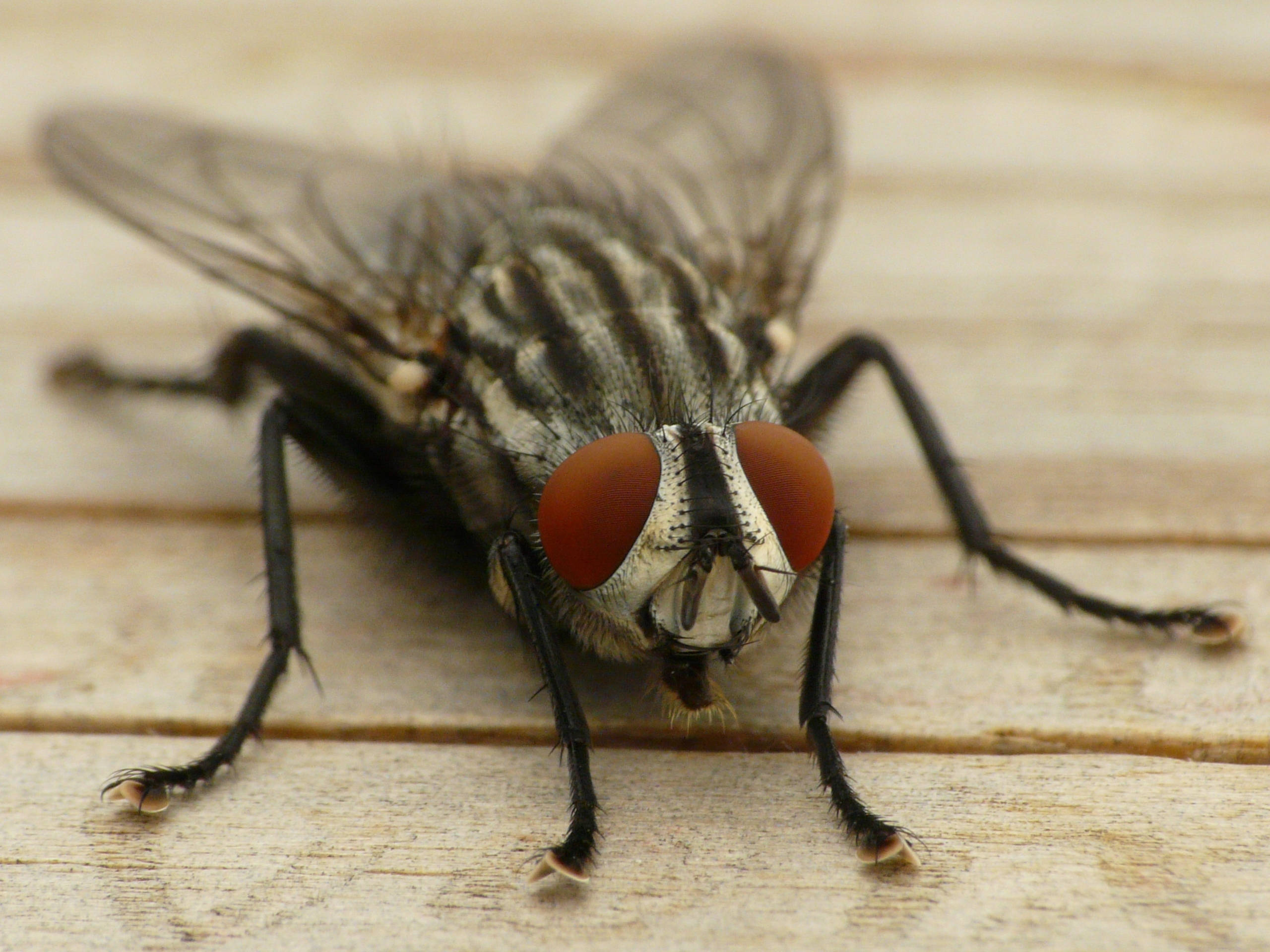 fly 桌布 壁紙 — 一隻擁有紅色大眼睛和條紋身體的蒼蠅，停歇在風化的木板上，微距拍攝。